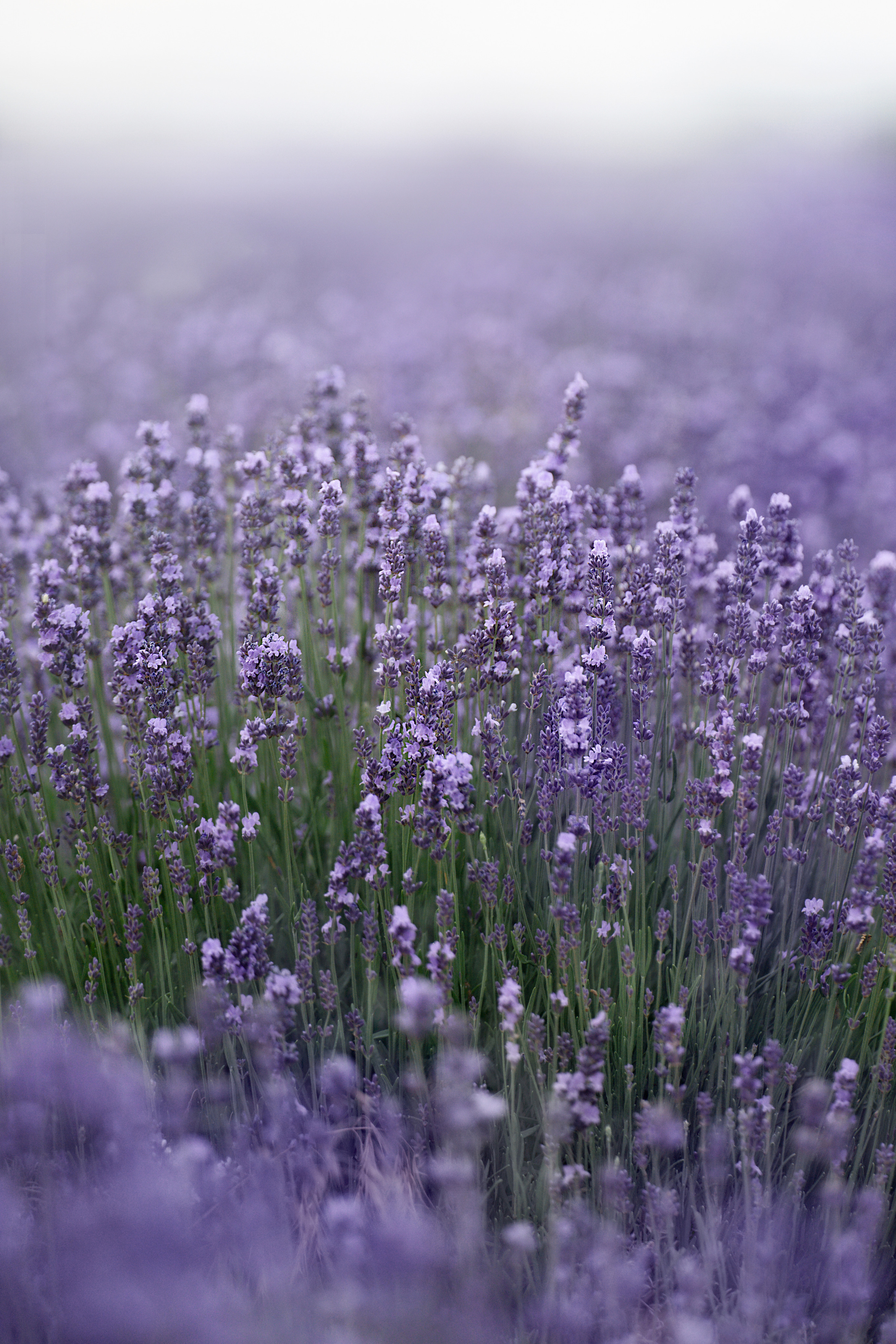 Форрест в лаванде. Фотограф анималист