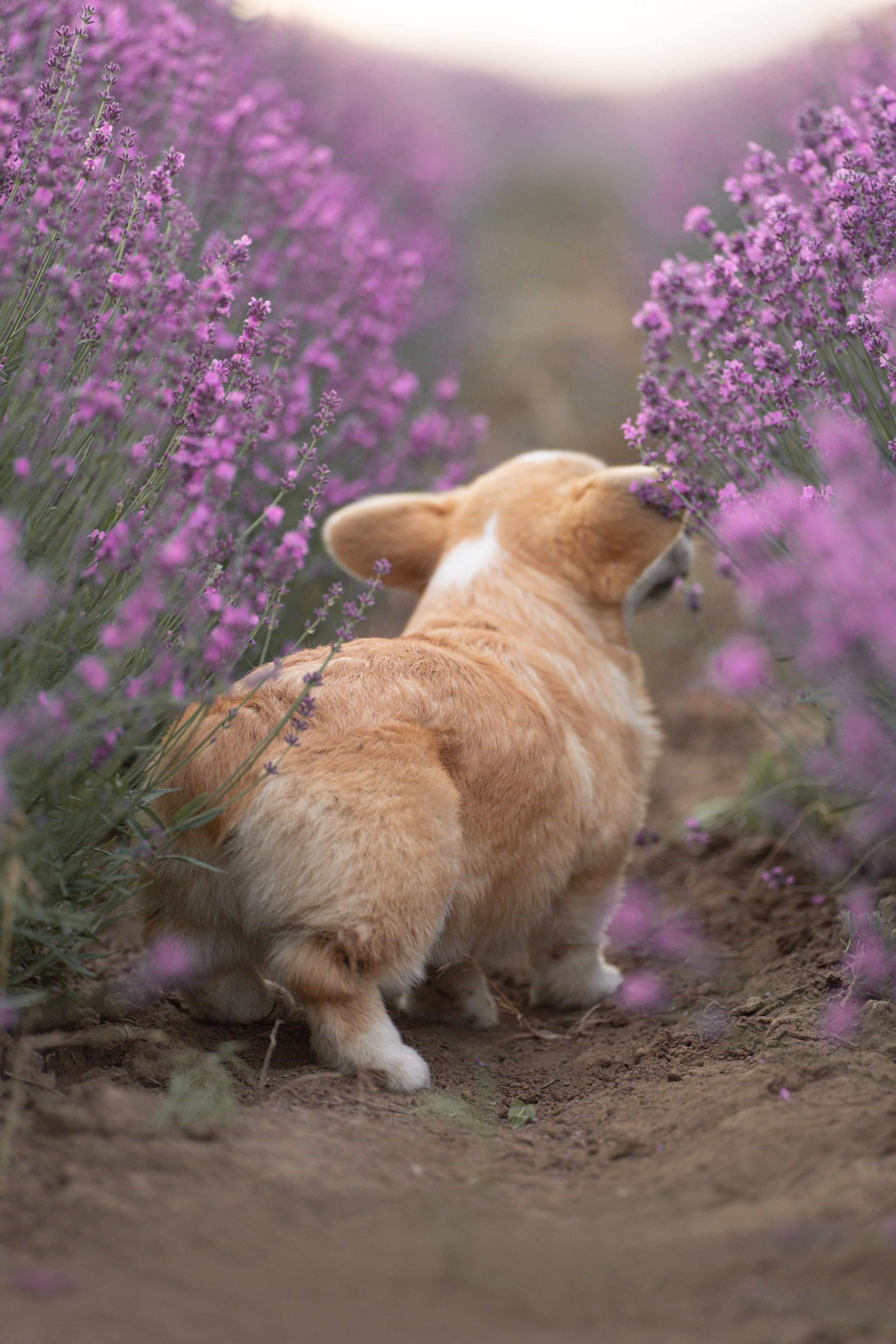Коржики в лаванде. Фотограф анималист