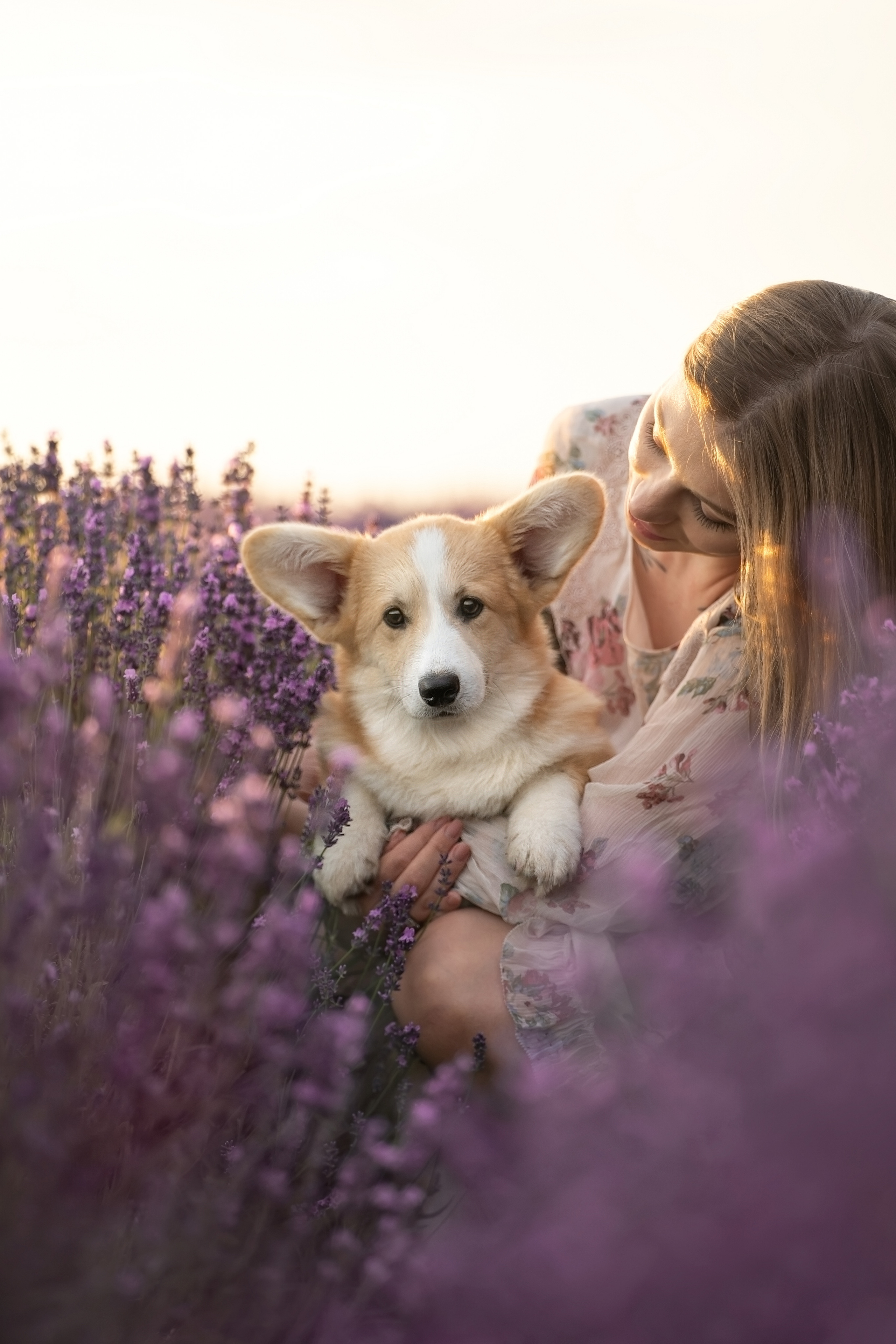 Коржики в лаванде. Фотограф анималист