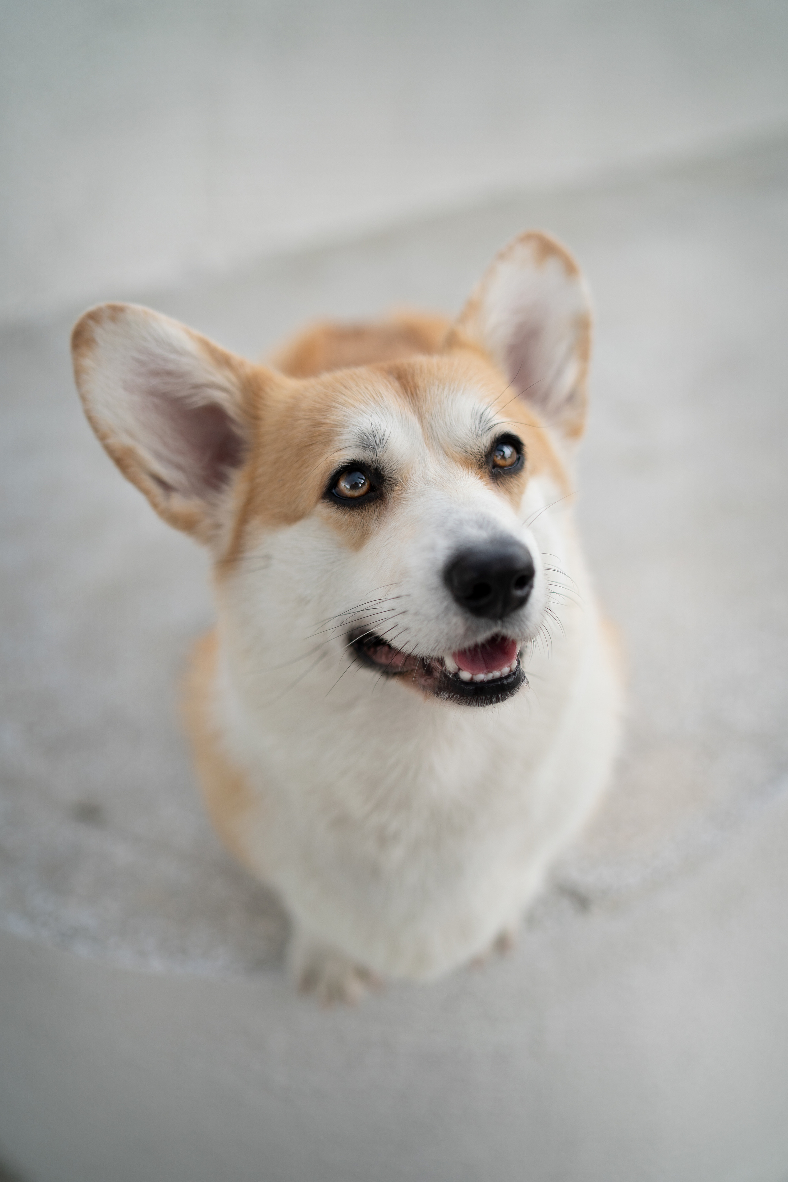 Ева. Фотограф анималист