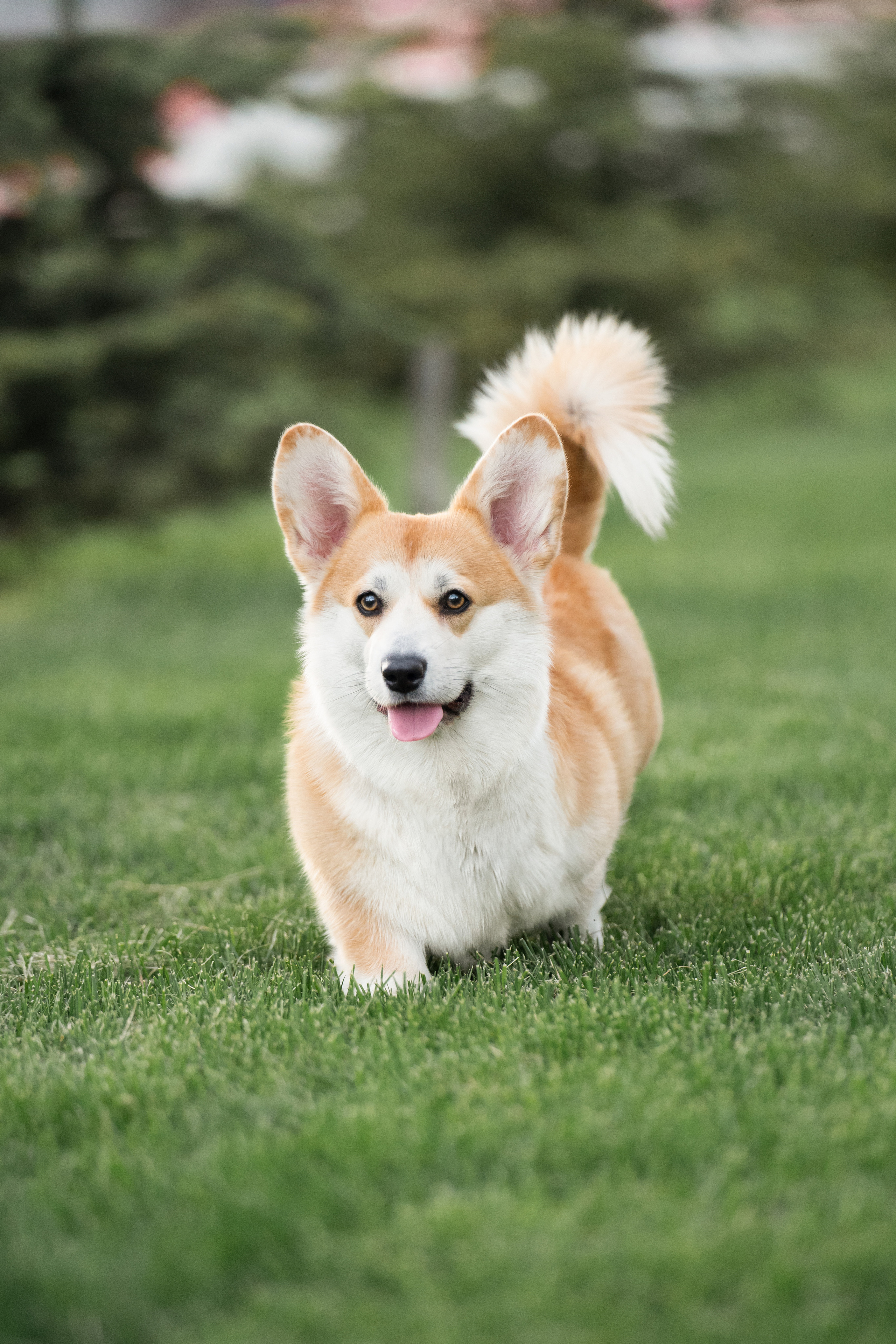 Ева. Фотограф анималист