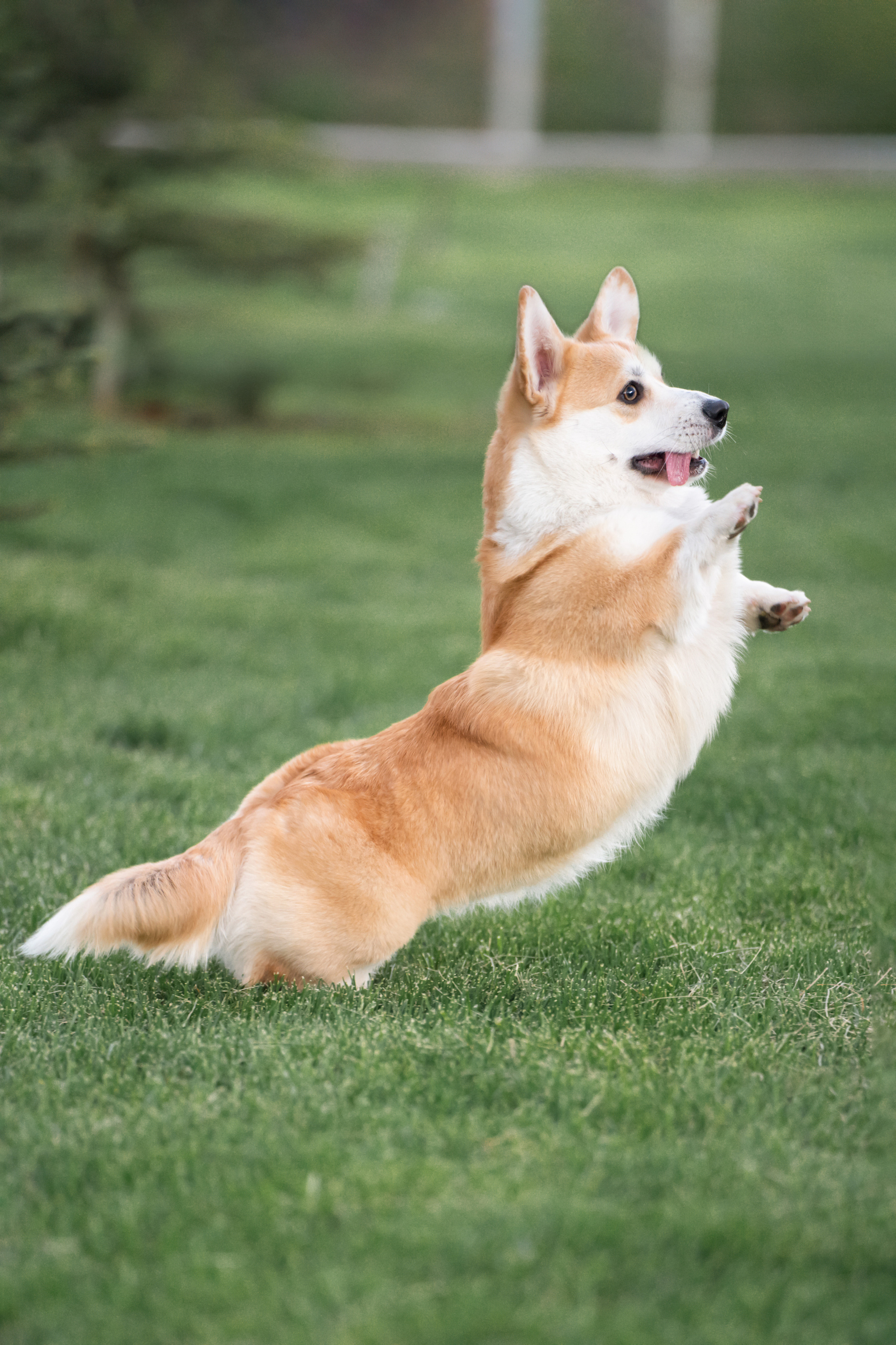 Ева. Фотограф анималист