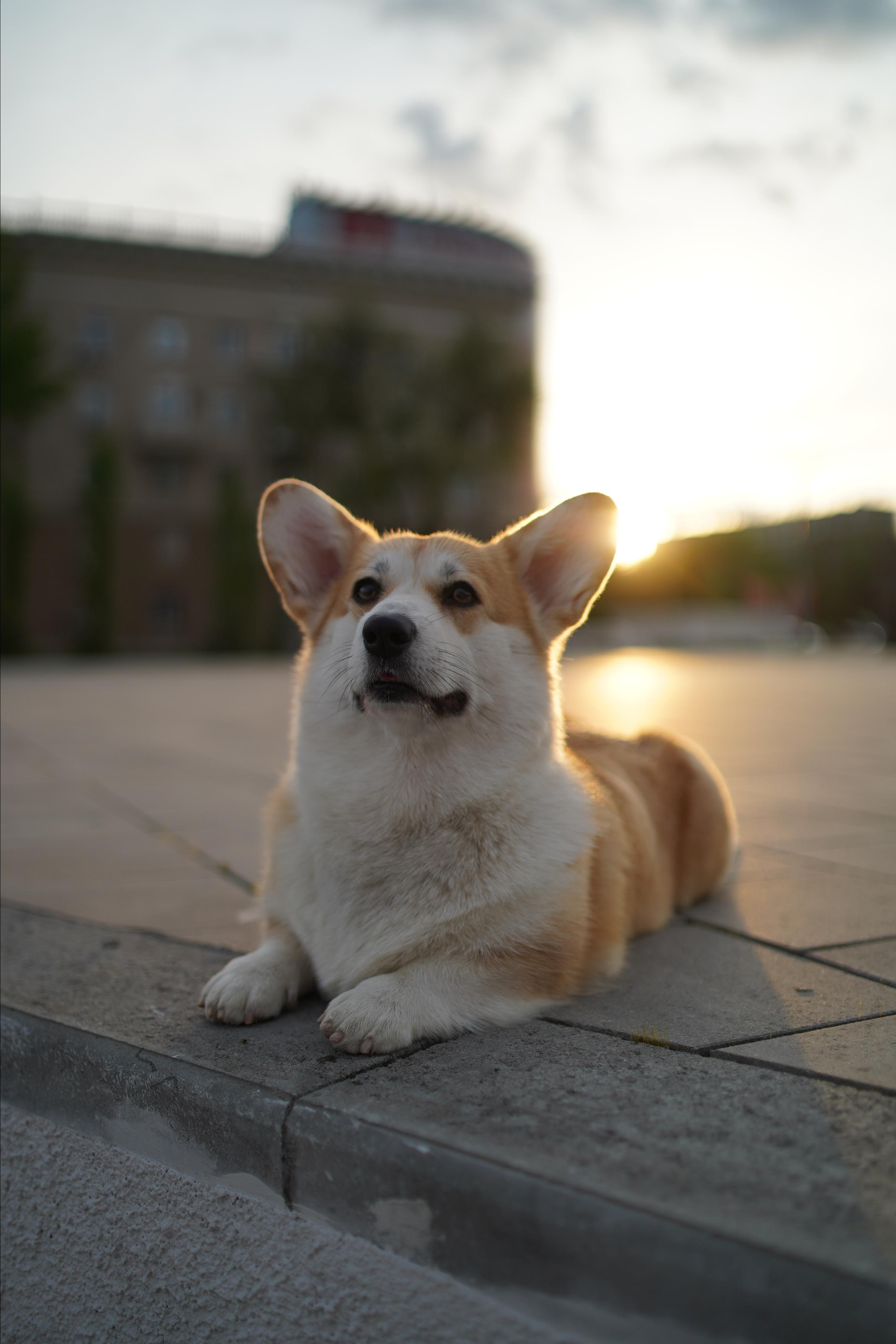 Ева. Фотограф анималист