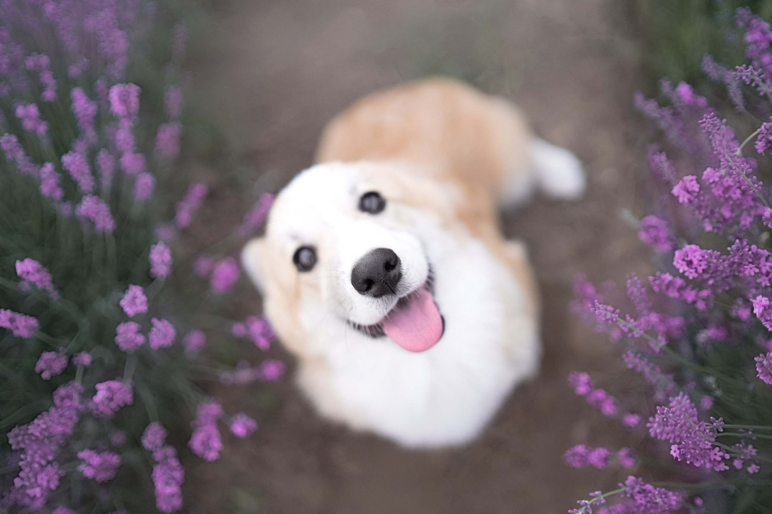 Коржики в лаванде. Фотограф анималист