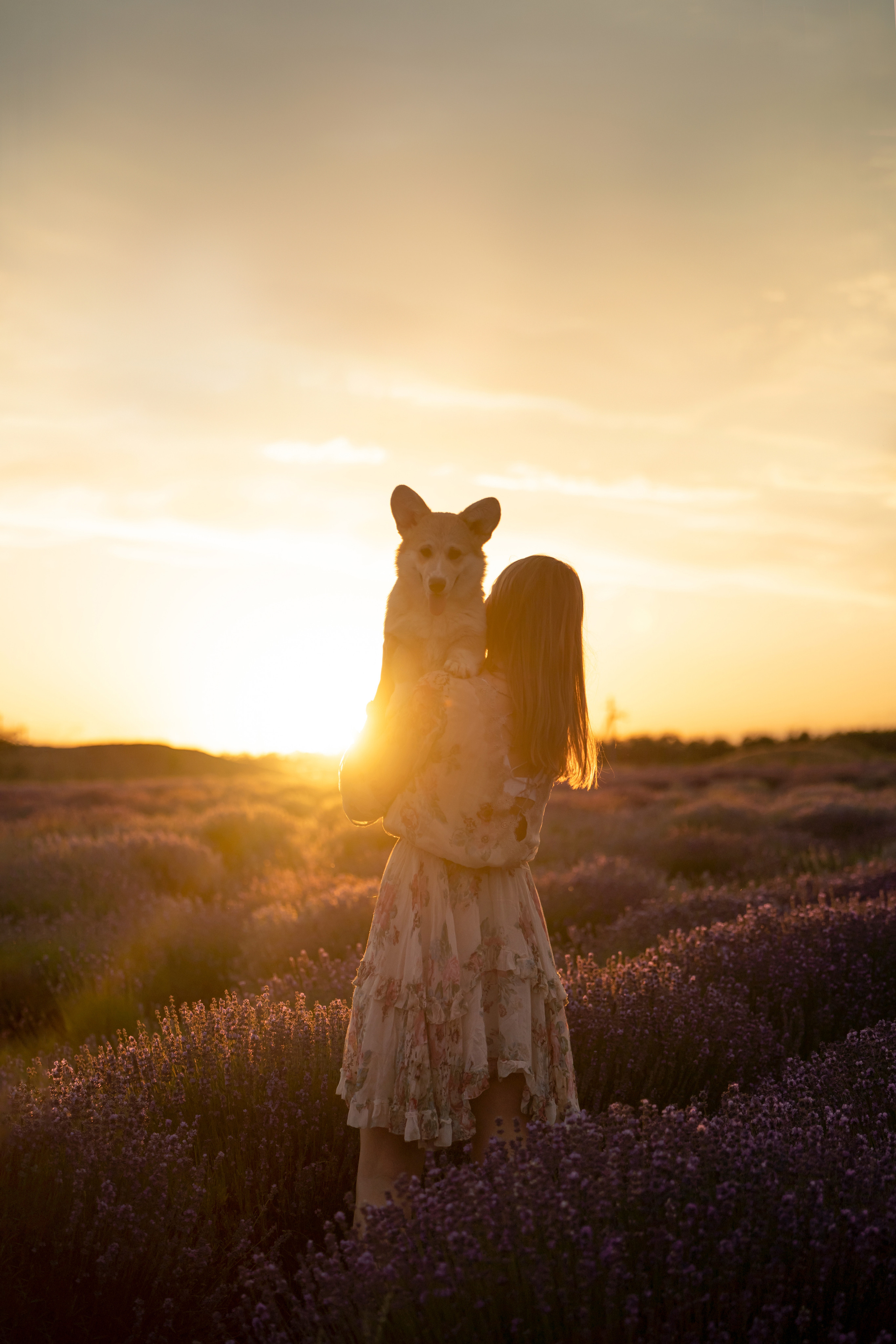 Коржики в лаванде. Фотограф анималист