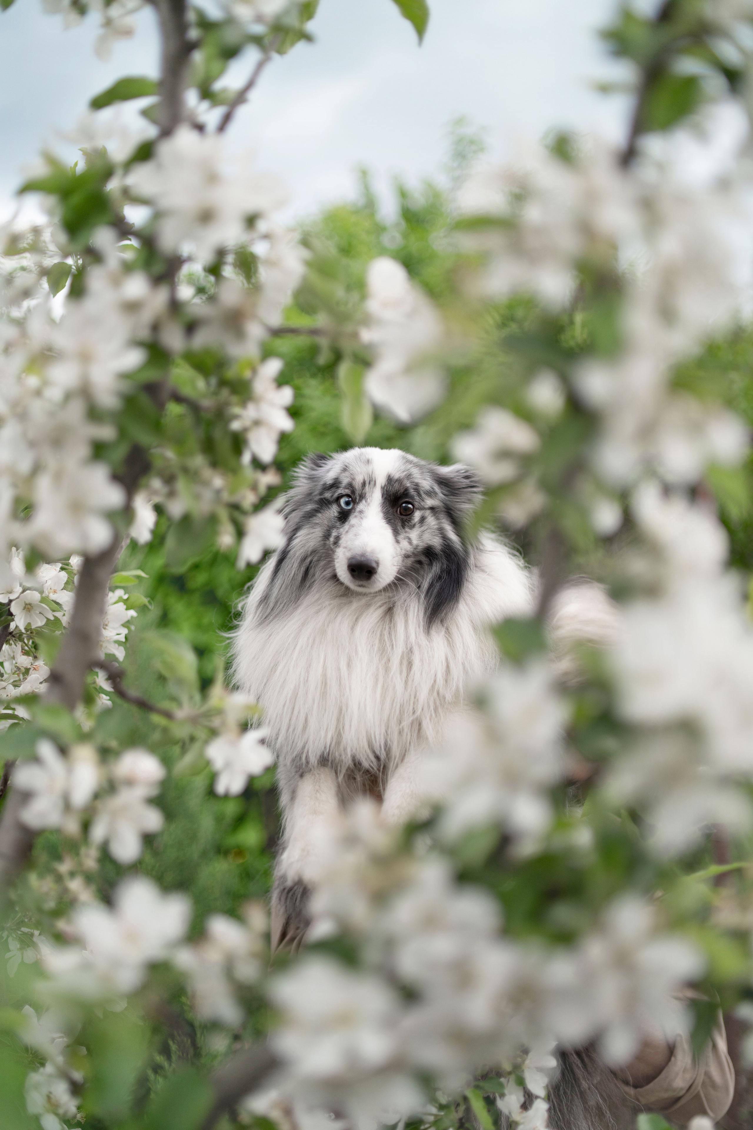 Форрест весна. Фотограф анималист