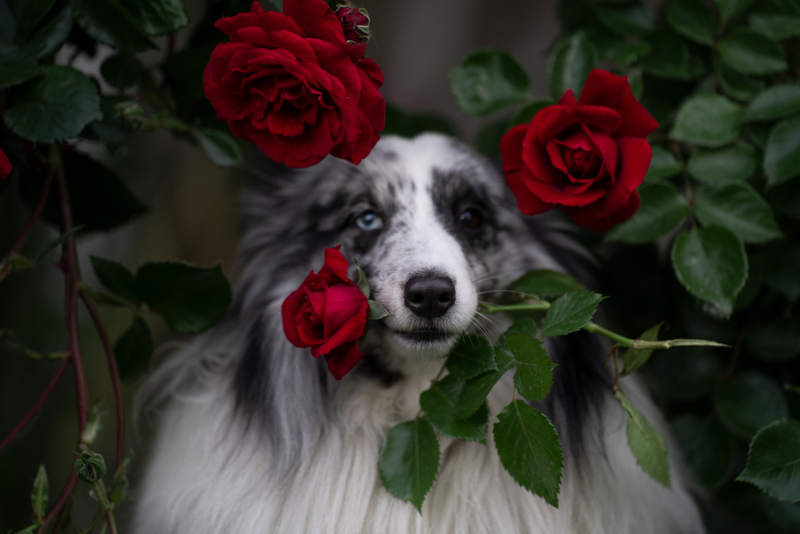 Форрест весна. Фотограф анималист