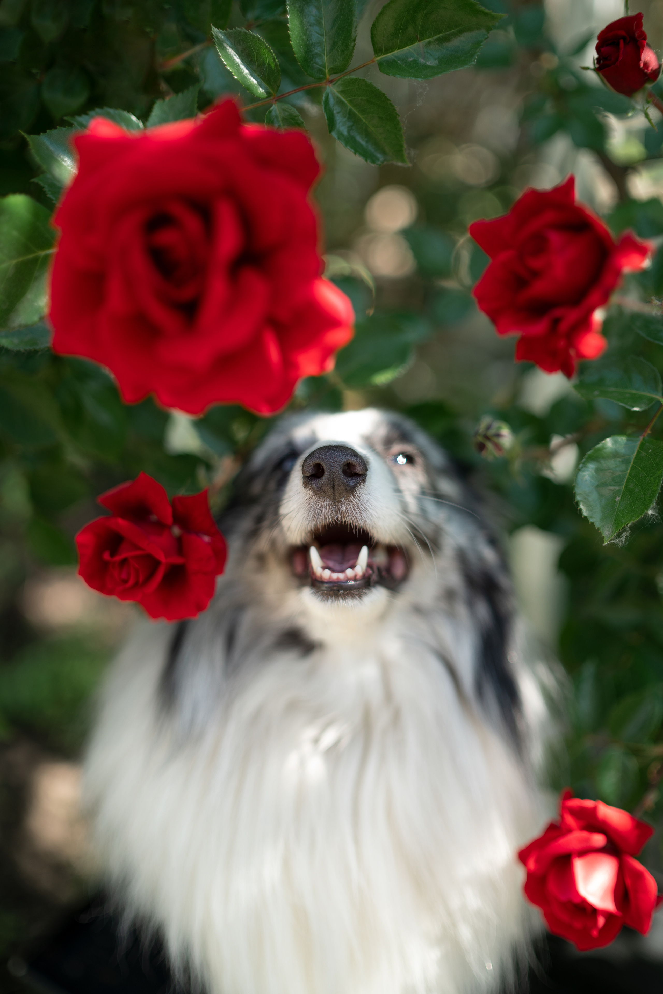 Форрест весна. Фотограф анималист