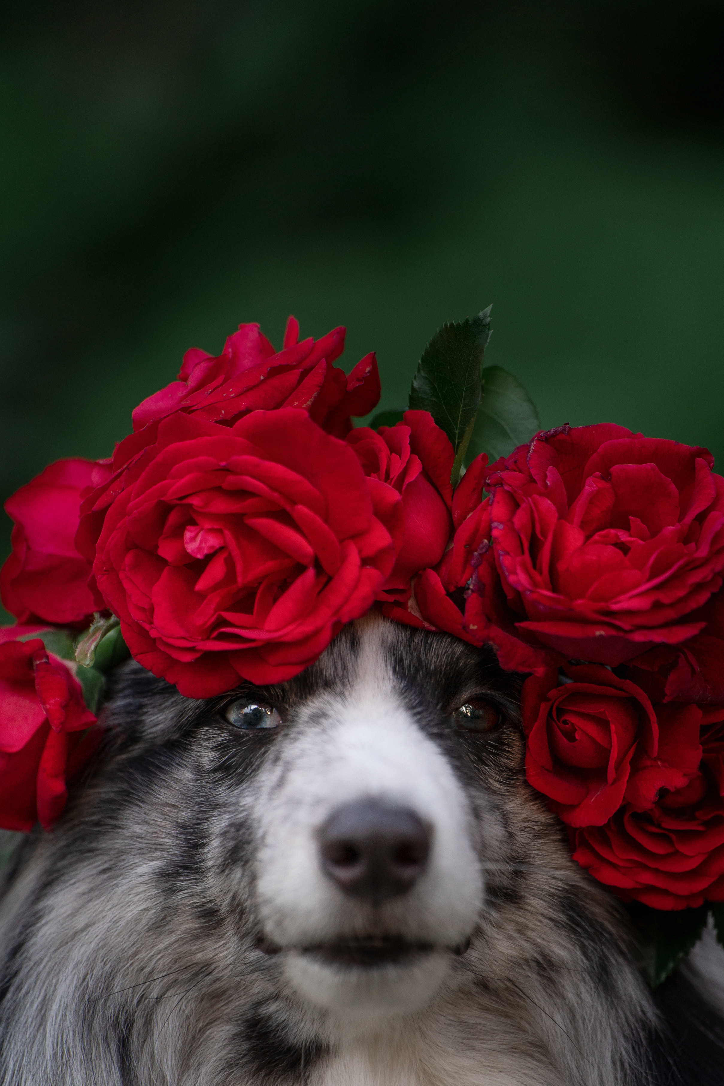 Форрест весна. Фотограф анималист