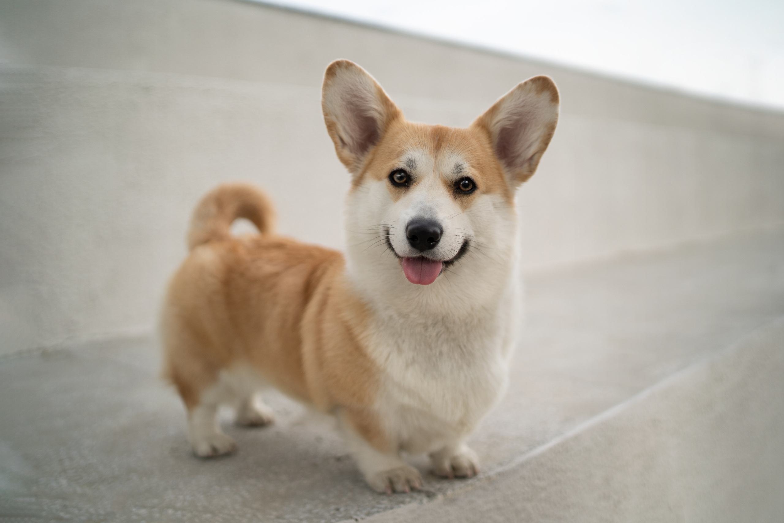 Ева. Фотограф анималист