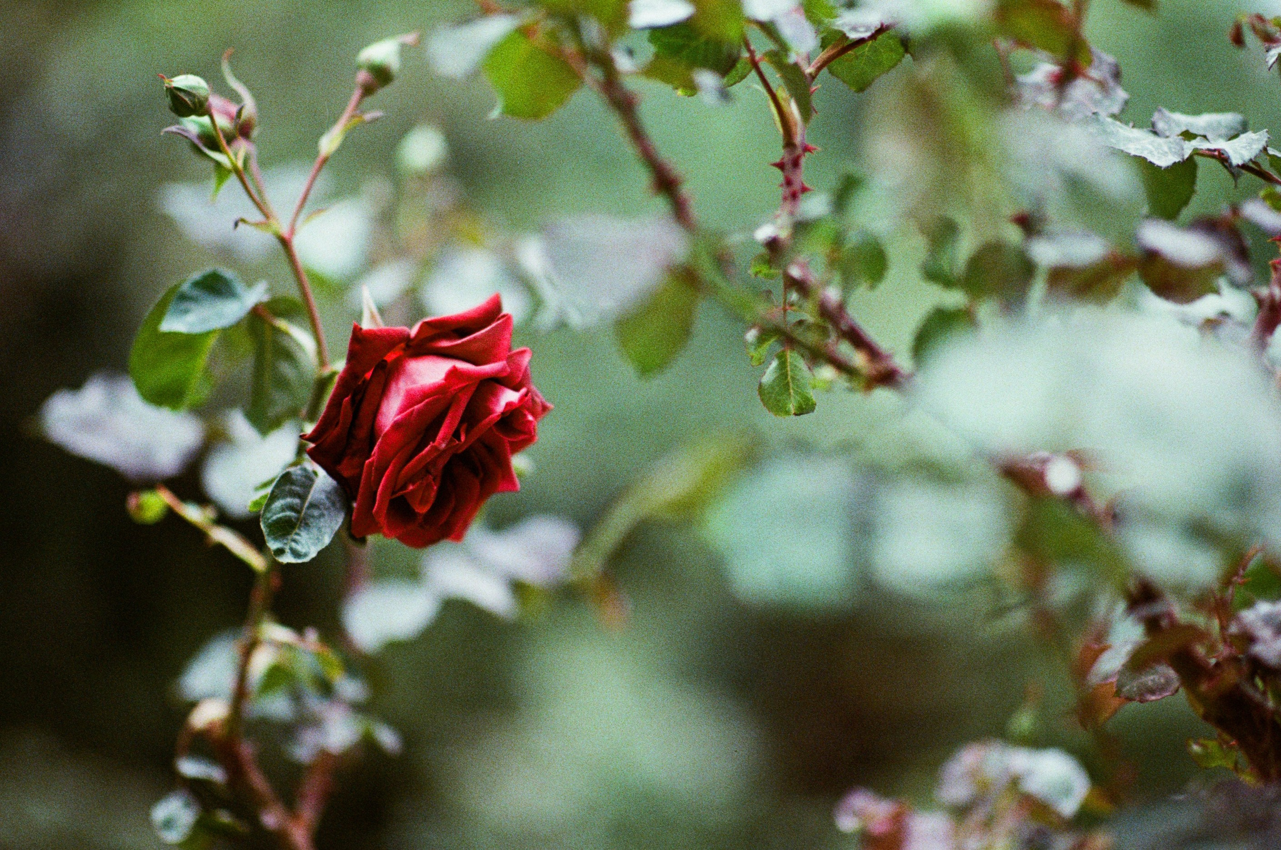 Pain shopping // ukraine, crimea VI. EVER EXPOSED