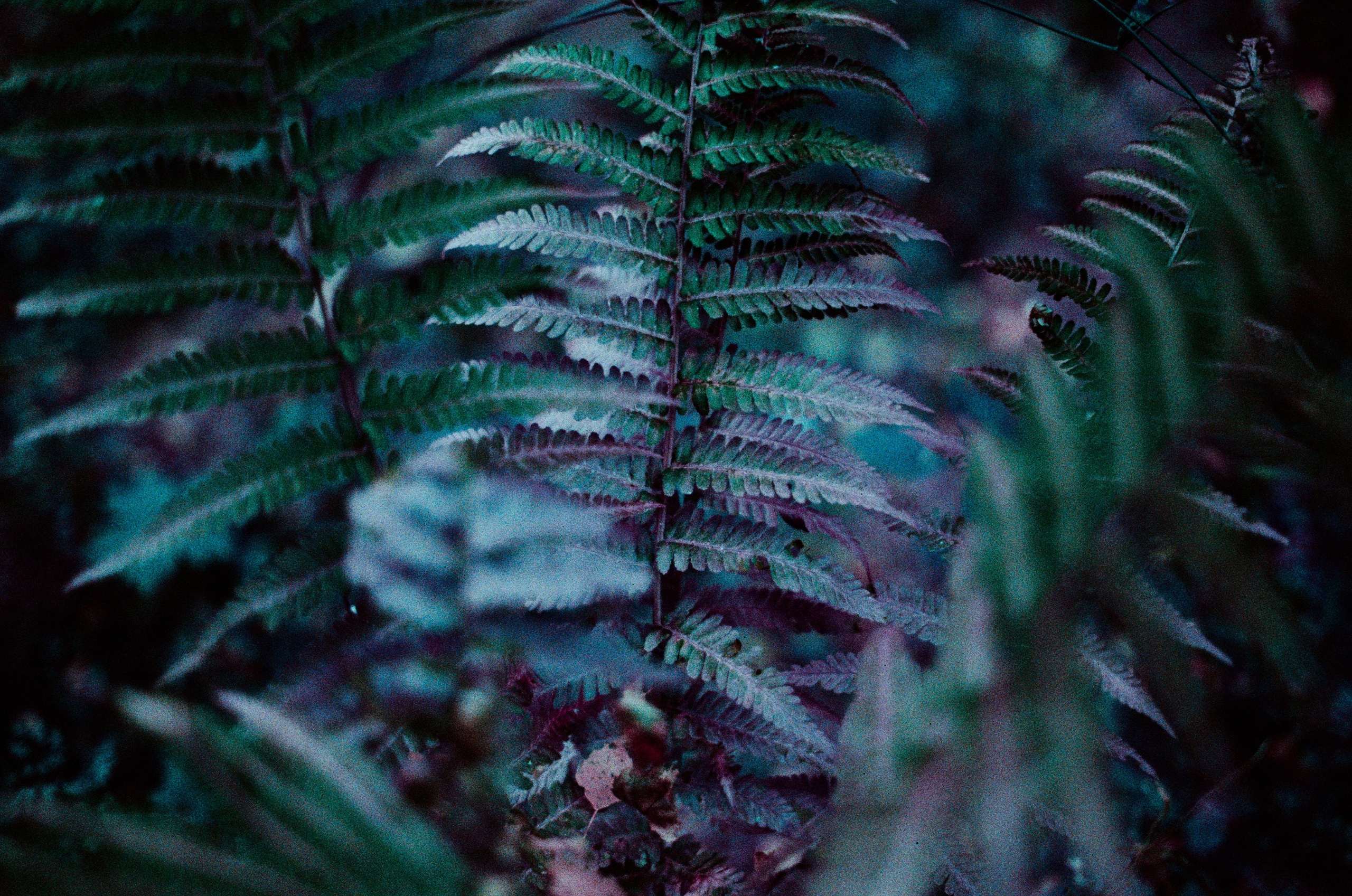 Purple overdose III. EVER EXPOSED