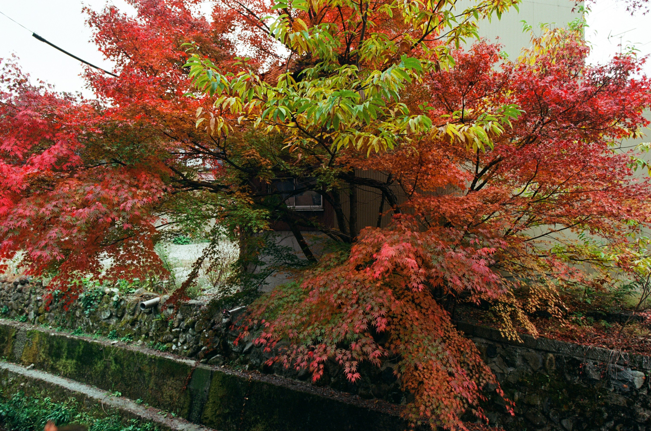 Out of noise // japan, takayama. EVER EXPOSED
