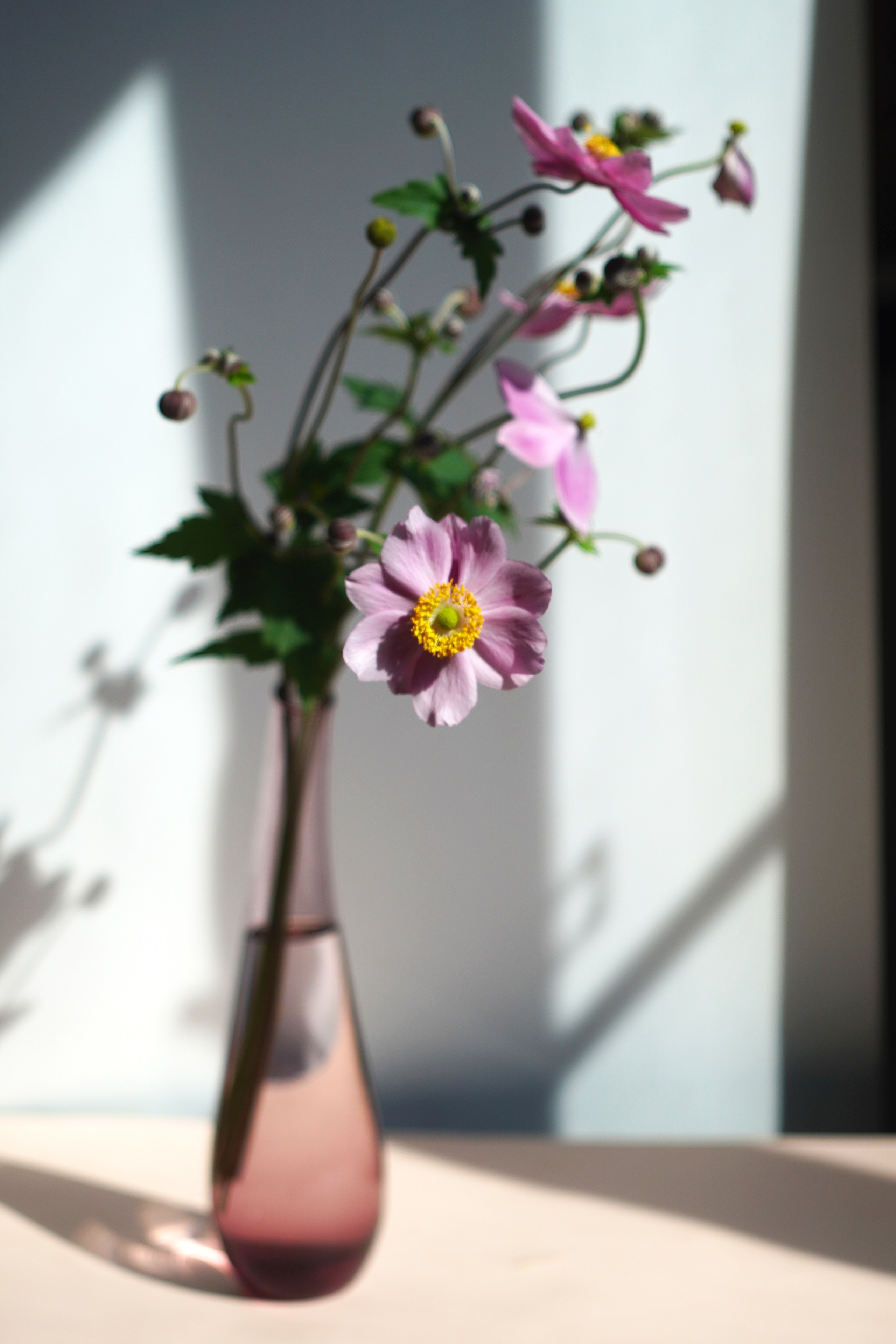 Натюрморт. Настасья Проценко. Фотограф