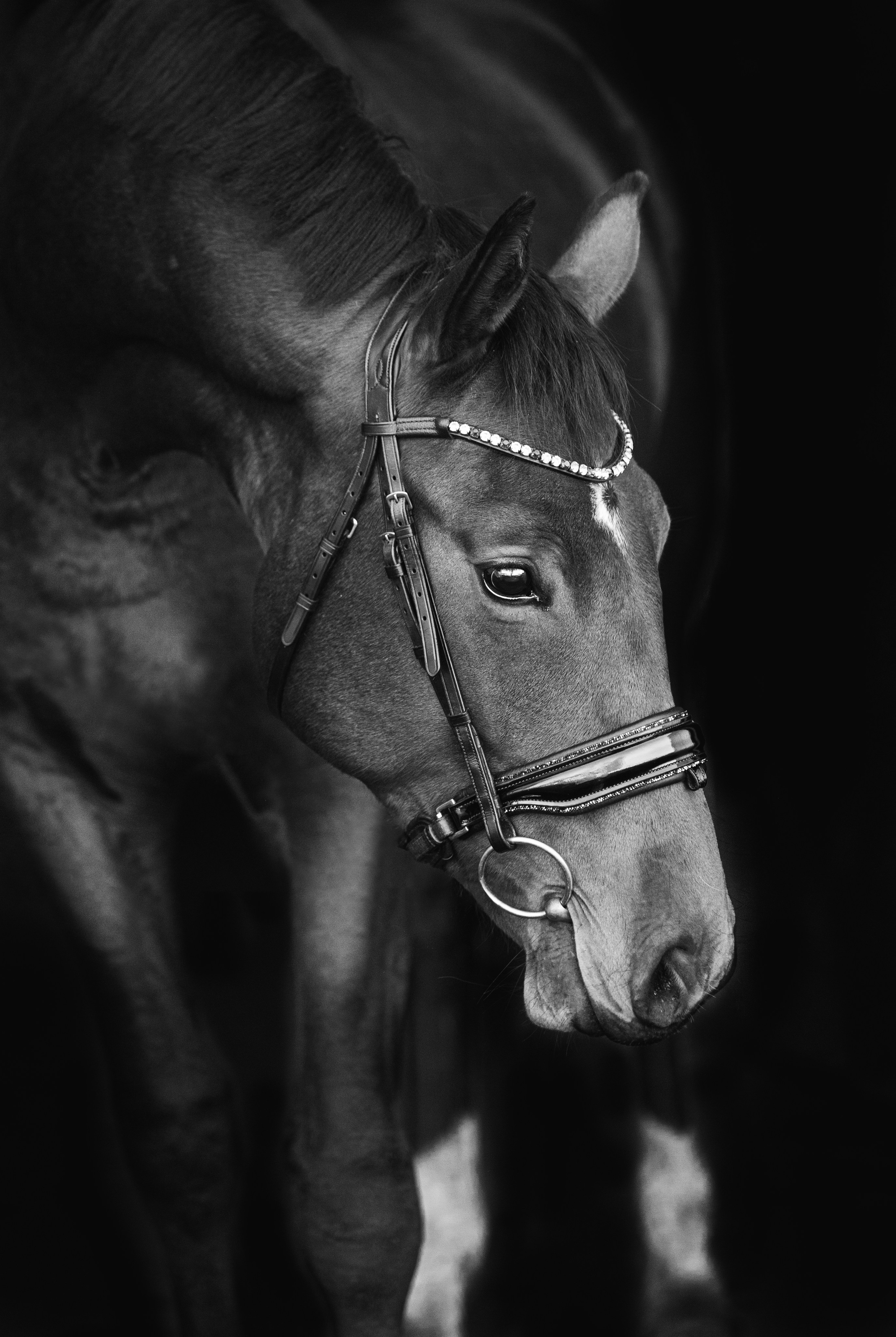 Портреты лошадей. Главная