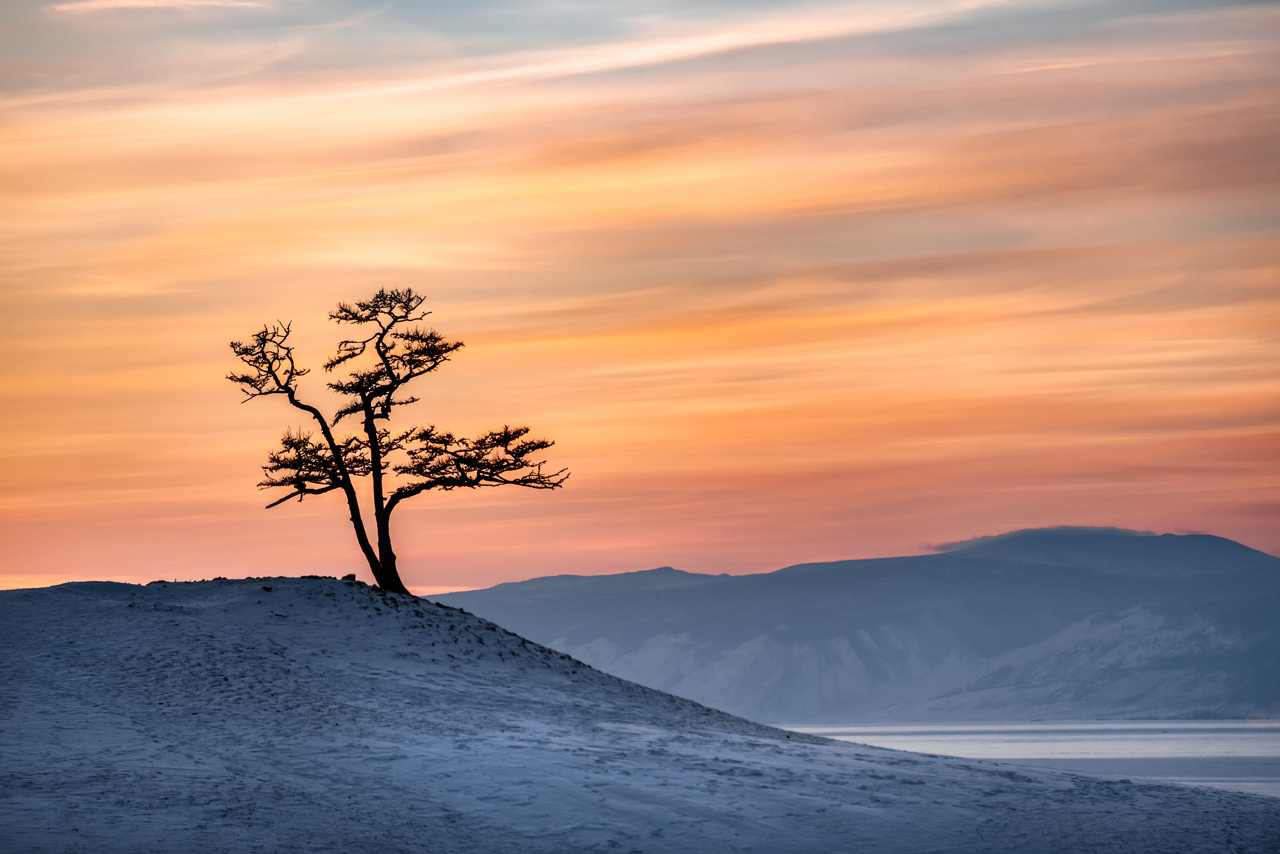 Самое фотографируемое дерево на острове Ольхон в поселке Хужир
