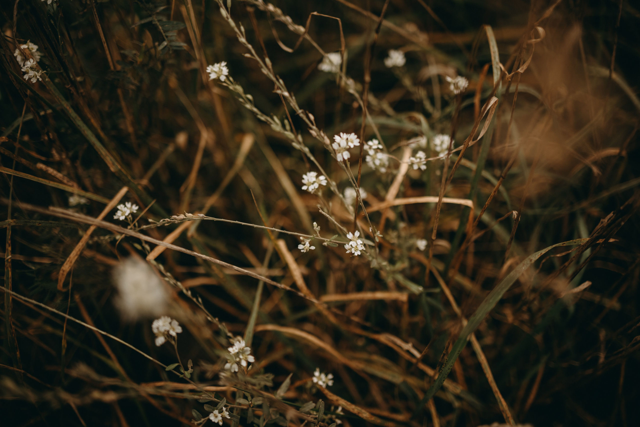 Лора и Джанго. Фотограф — Анималист | Санкт-Петербург