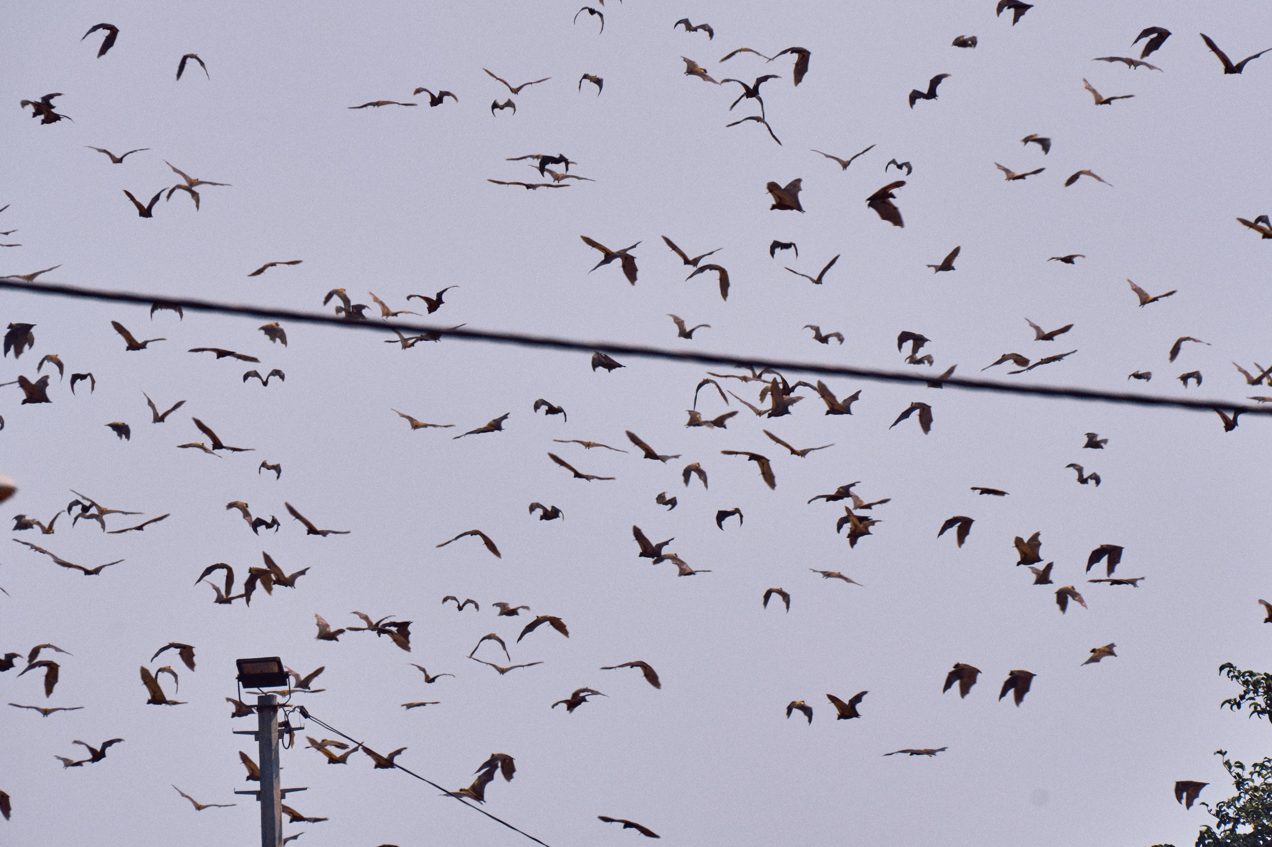 Archipelago Bissagos. See the moment and catche. commercial and reportage