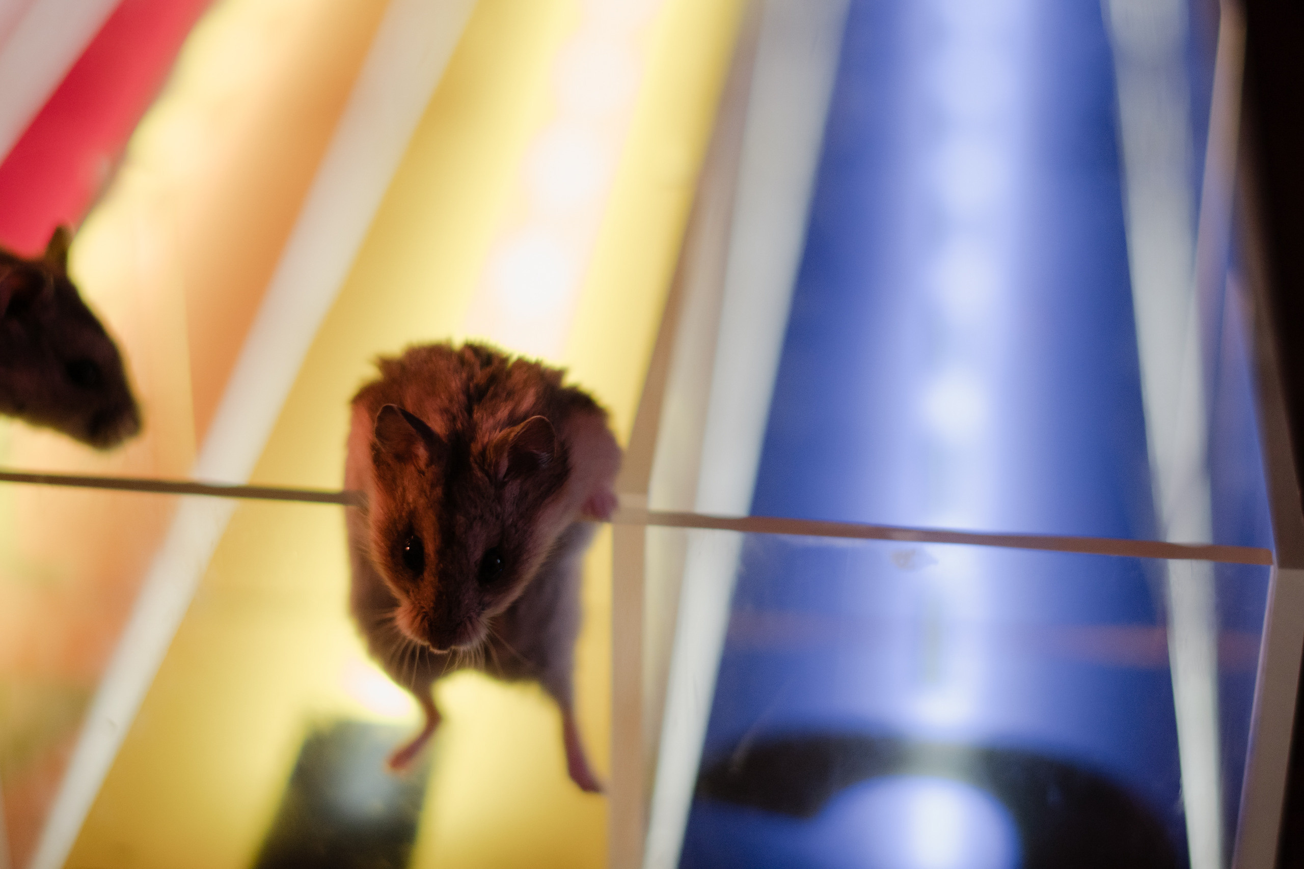 Илья и Валерия. Свадебный фотограф в Москве