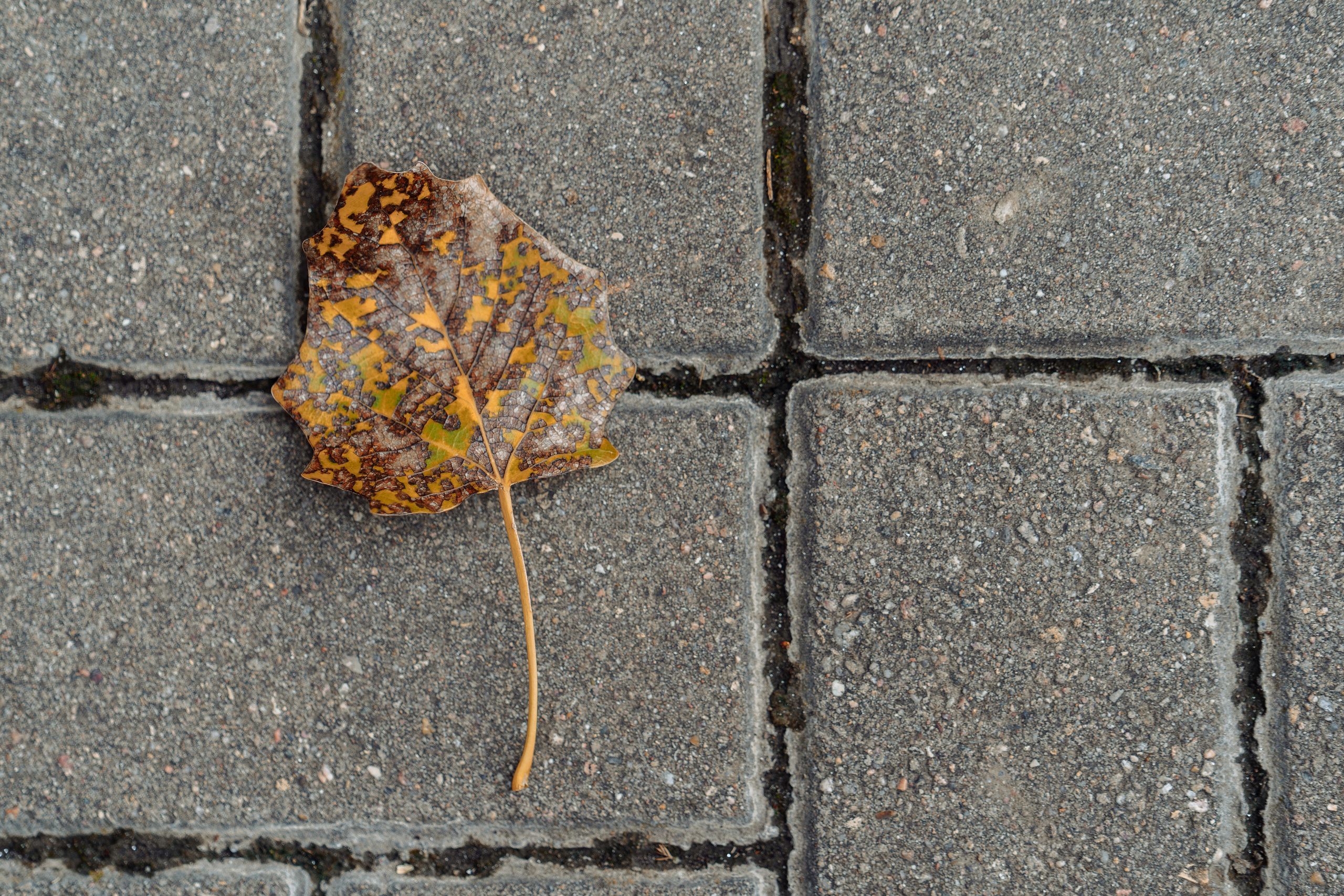 Станислав и Елена. Lokos.pro Ник Соколов Фото и Видео Москва/Ростов-на-Дону