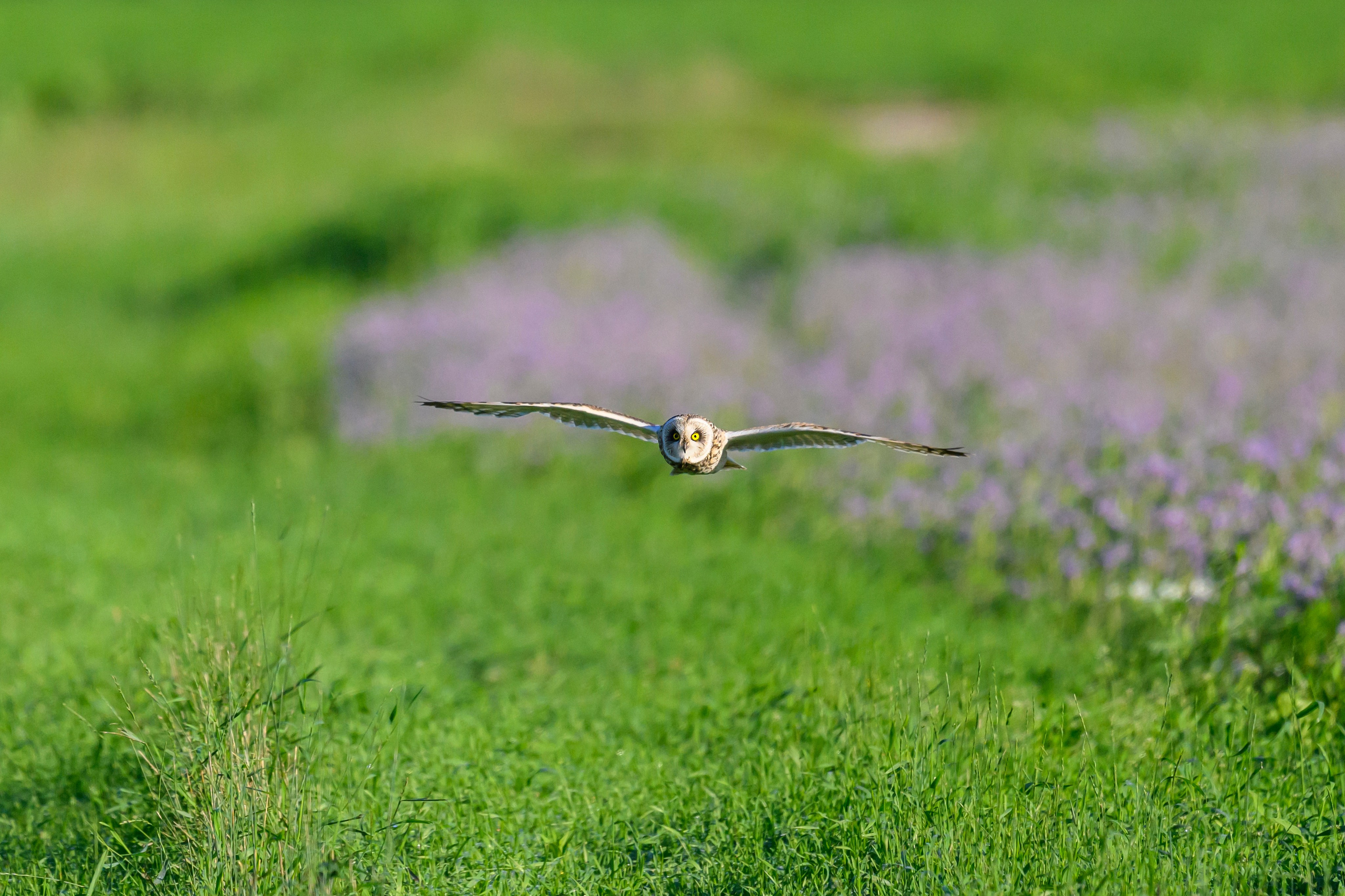 Охота совы. Фотограф Сергей Пупонин