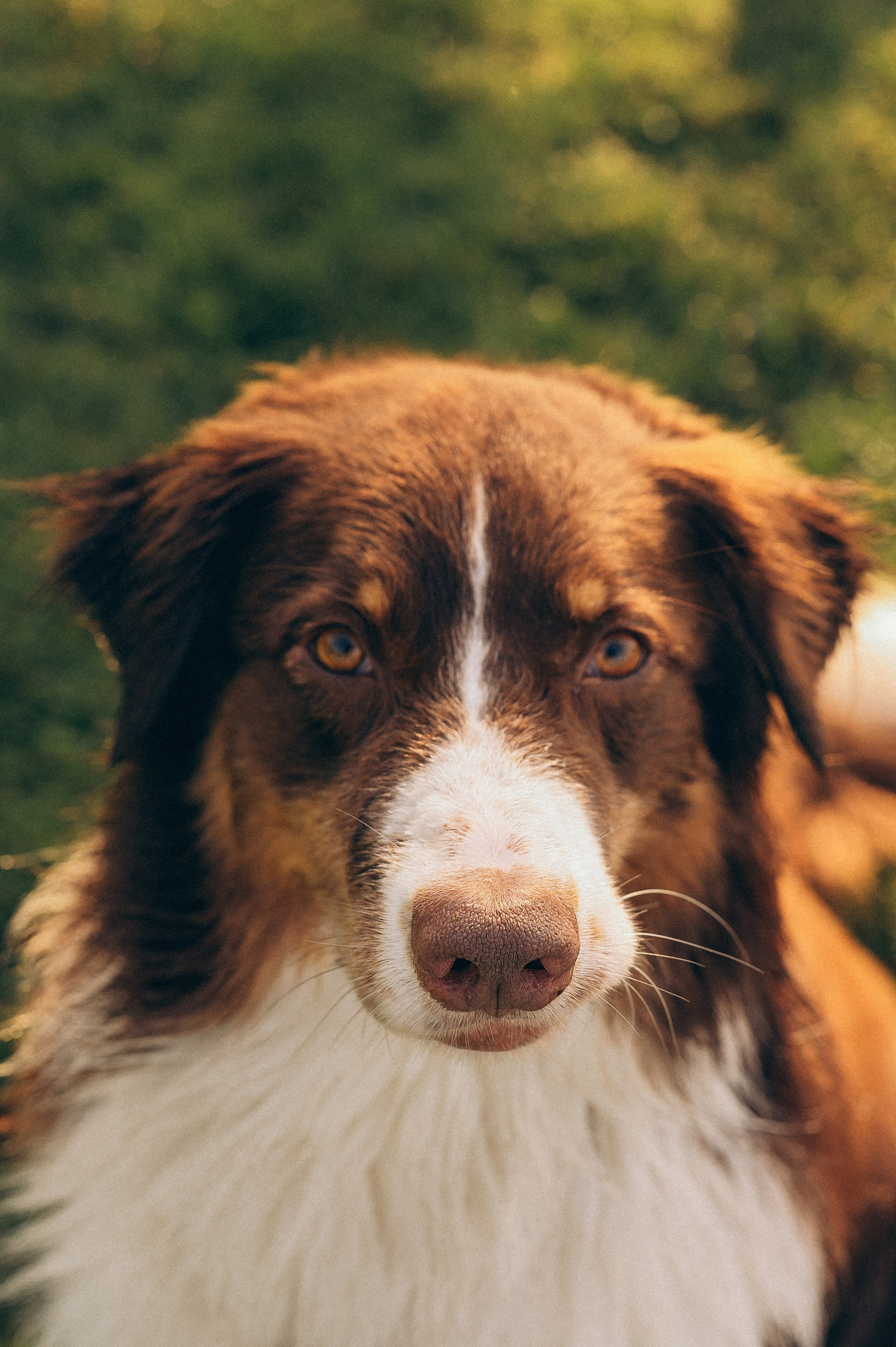 Настя и Оушен. Семейный и свадебный фотограф в Красноярске Садкеева Юлия
