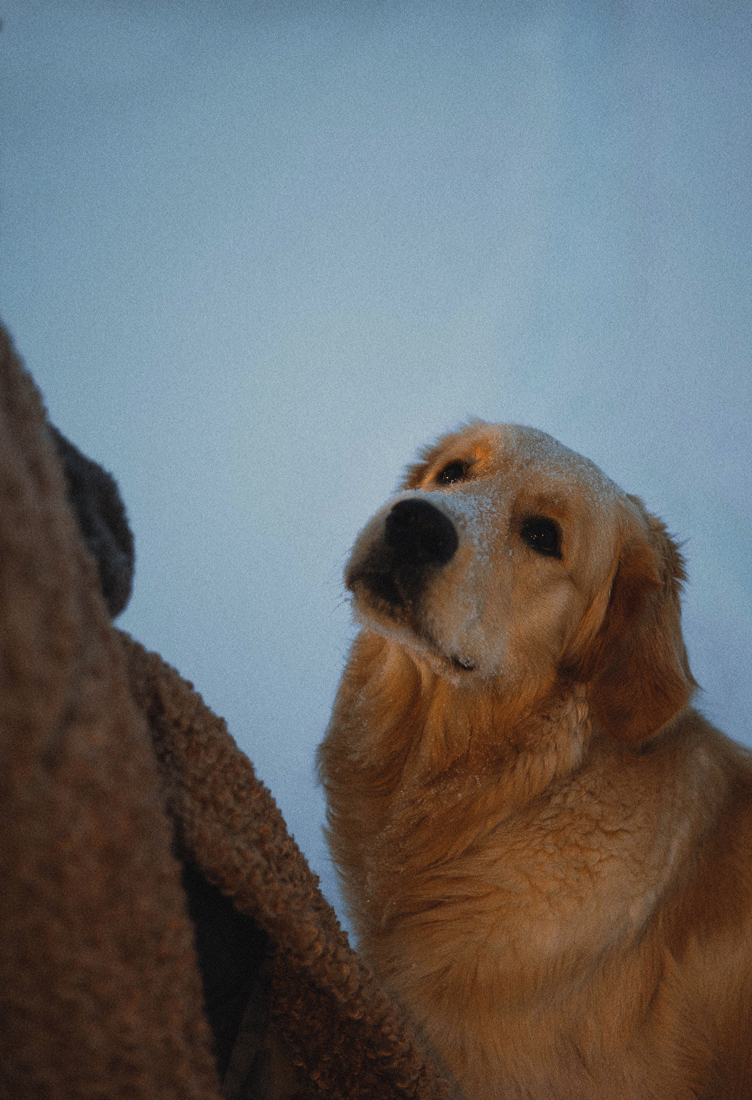 Лена и Декстер. Фотограф-анималист Богданова Полина