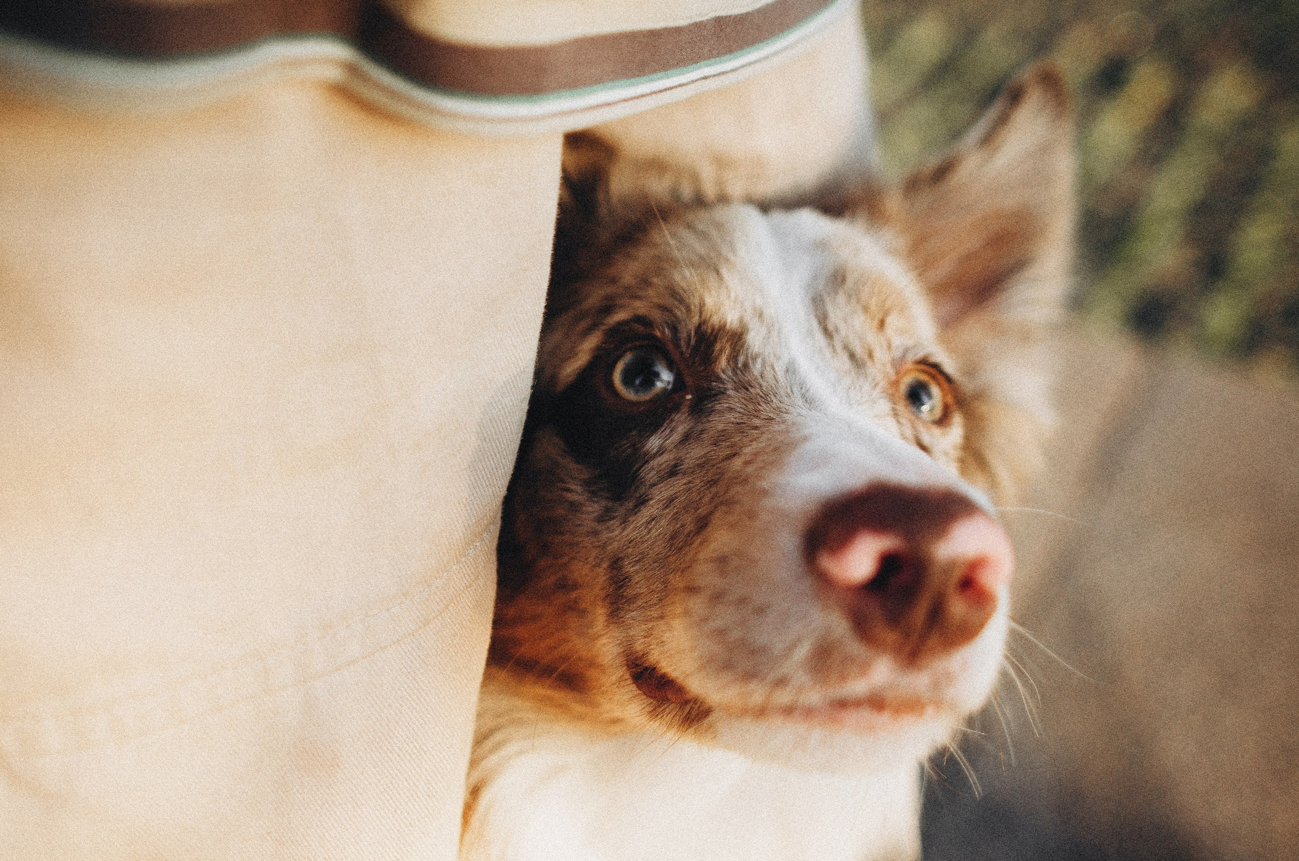 Аня и Дэймон. Фотограф-анималист Богданова Полина