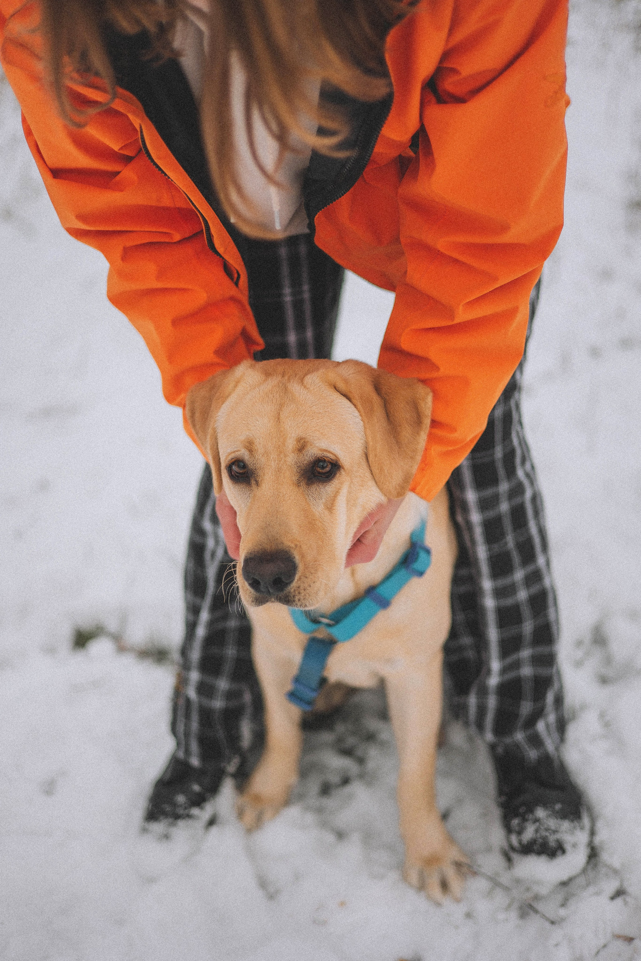 Маргарита и Варди. Фотограф-анималист Богданова Полина