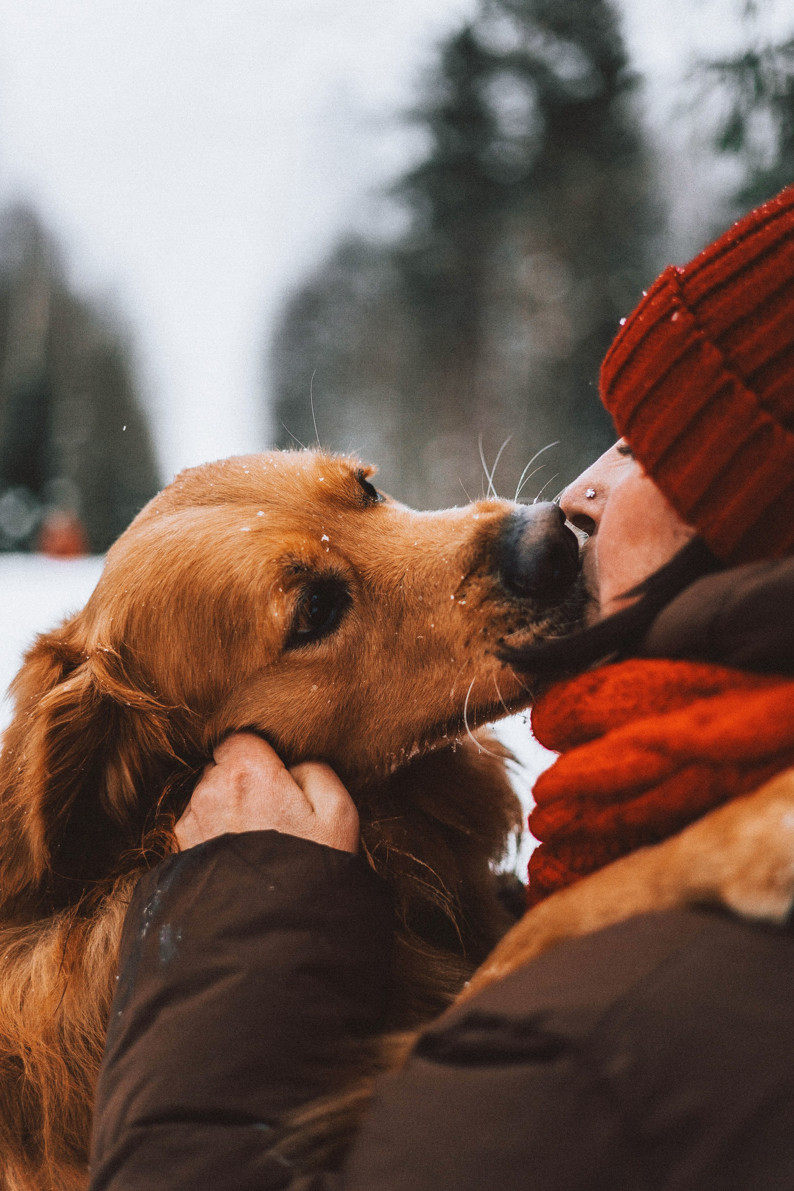 Саша, Юля, Грэй и Джой. Фотограф-анималист Богданова Полина
