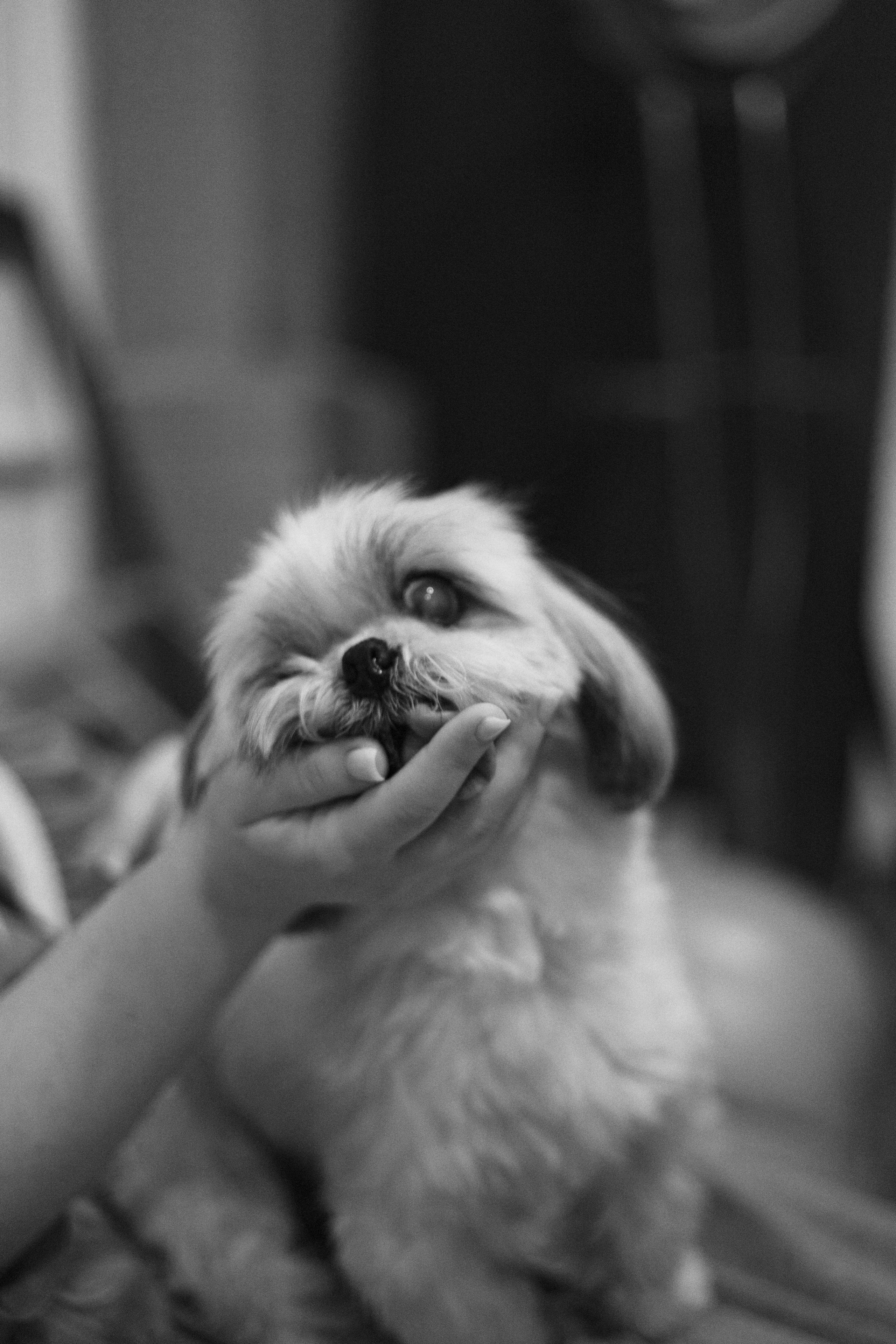 Ирина и Винни. Фотограф-анималист Богданова Полина