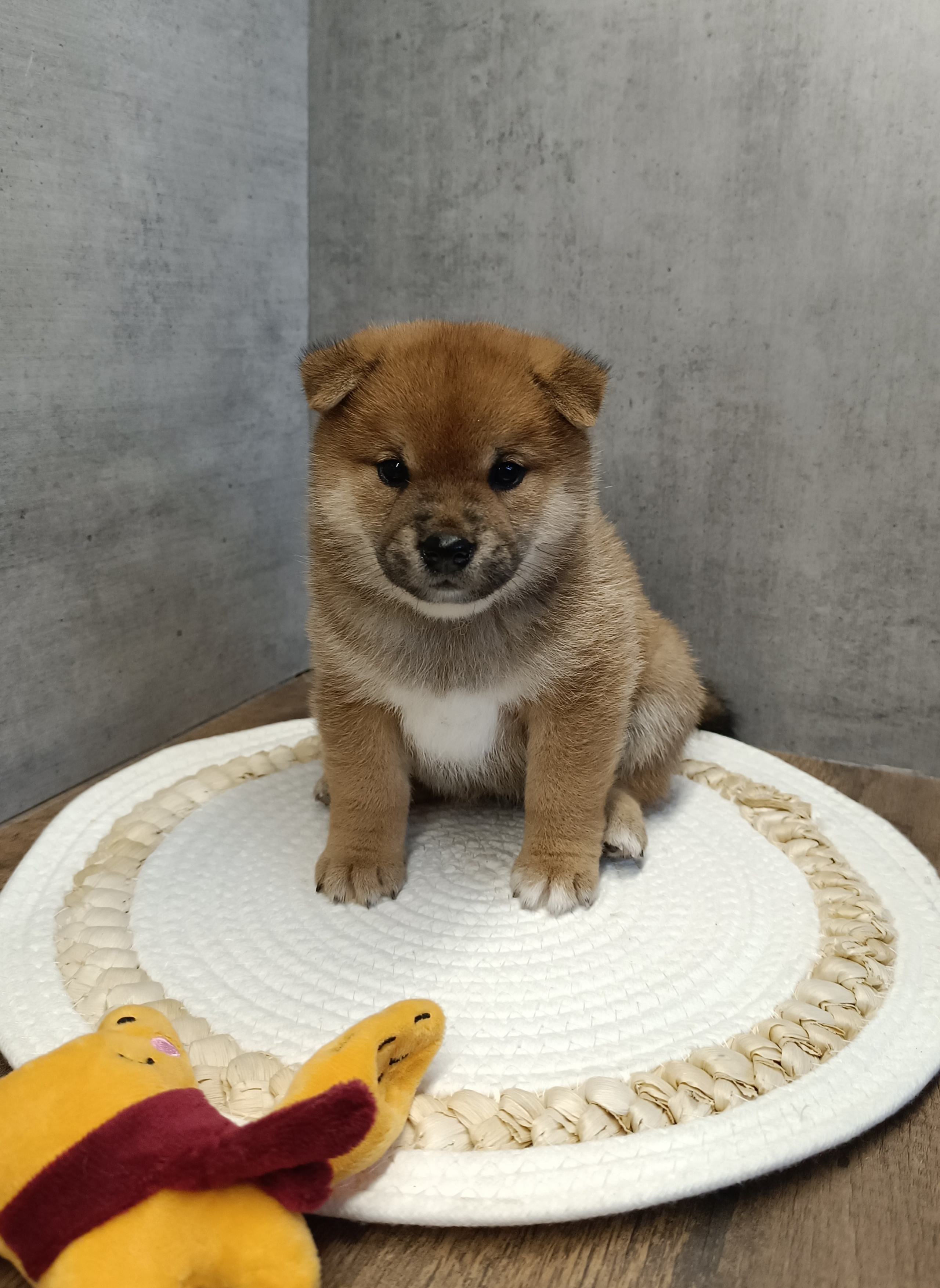Rubylight Hattie. AMERICAN AKITA RUBYLIGHT KENNEL I SHIBA-INU
