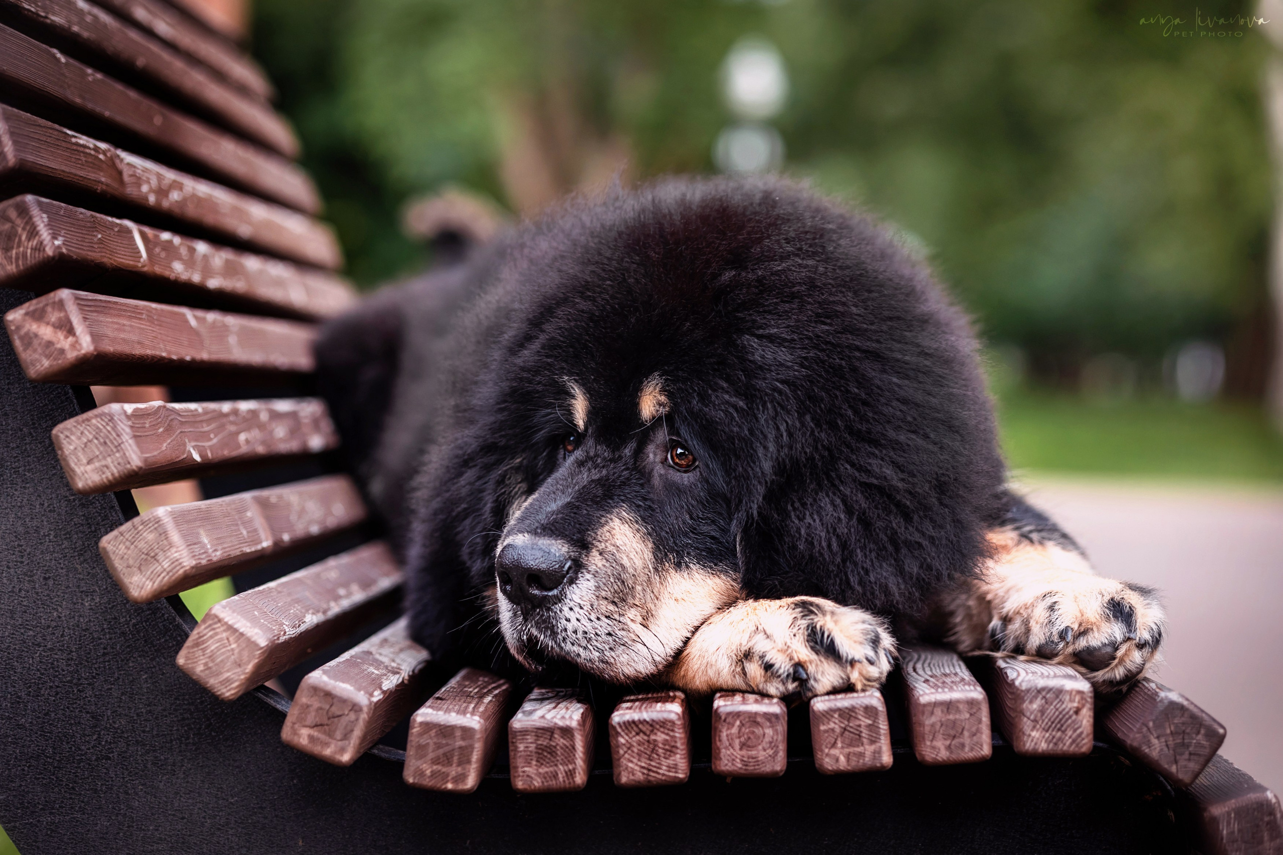 Лео. Фотограф анималист Аня Ливанова | Рыбинск