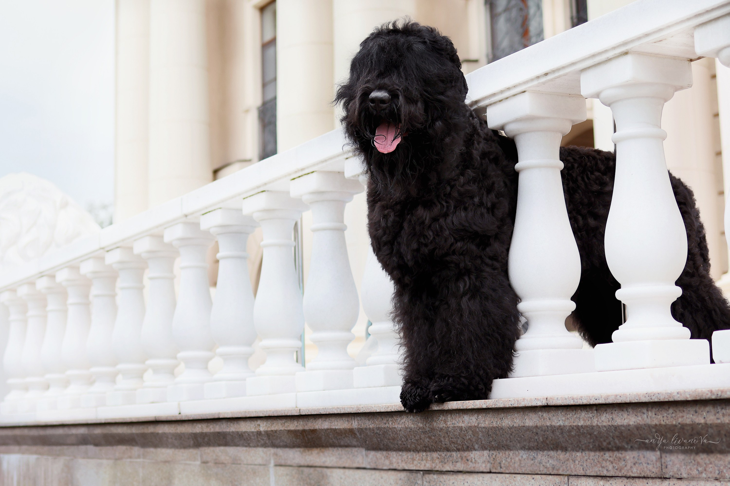 РЧТ. Фотограф анималист Аня Ливанова | Рыбинск