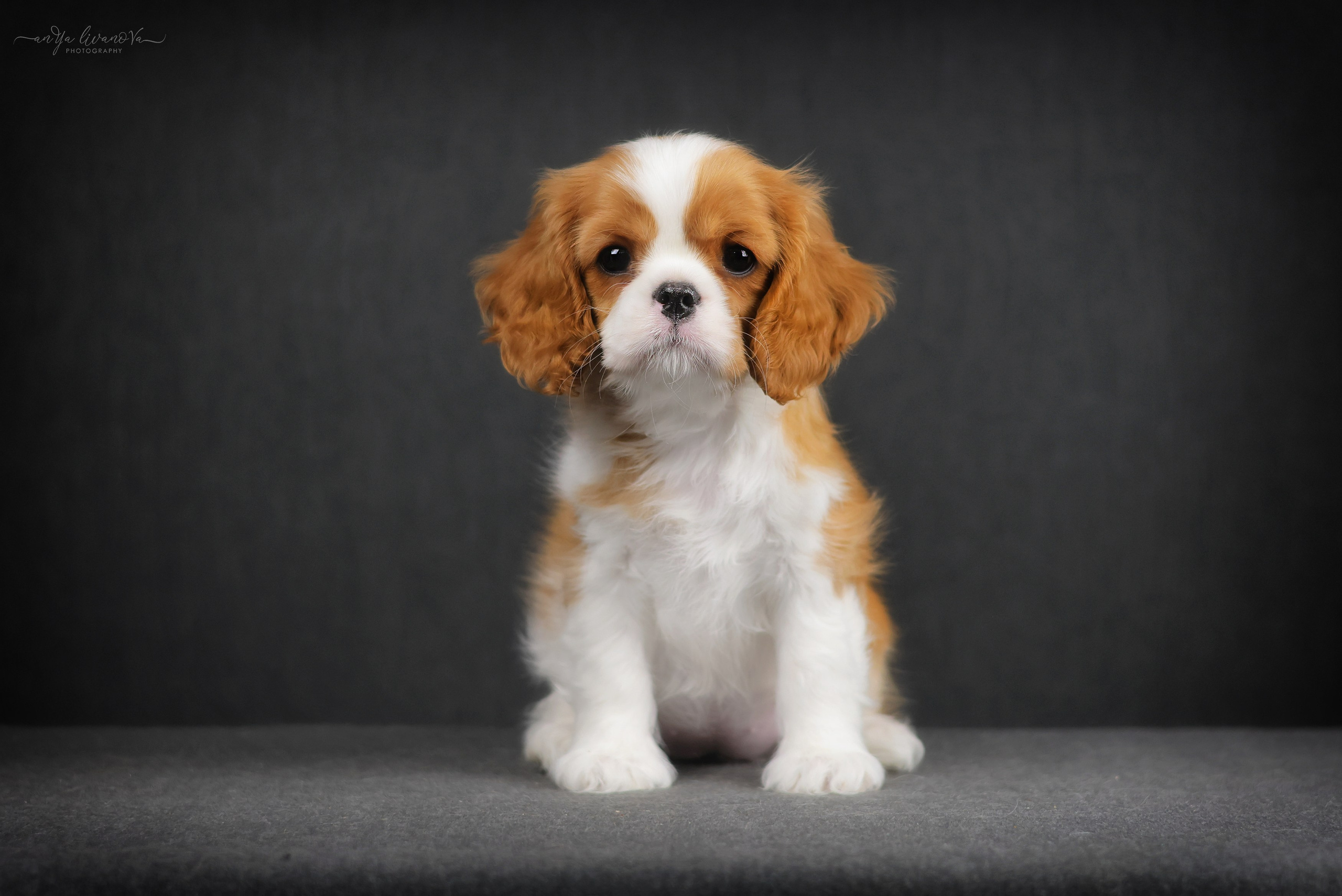 Кавалерчики. Фотограф анималист Аня Ливанова | Рыбинск