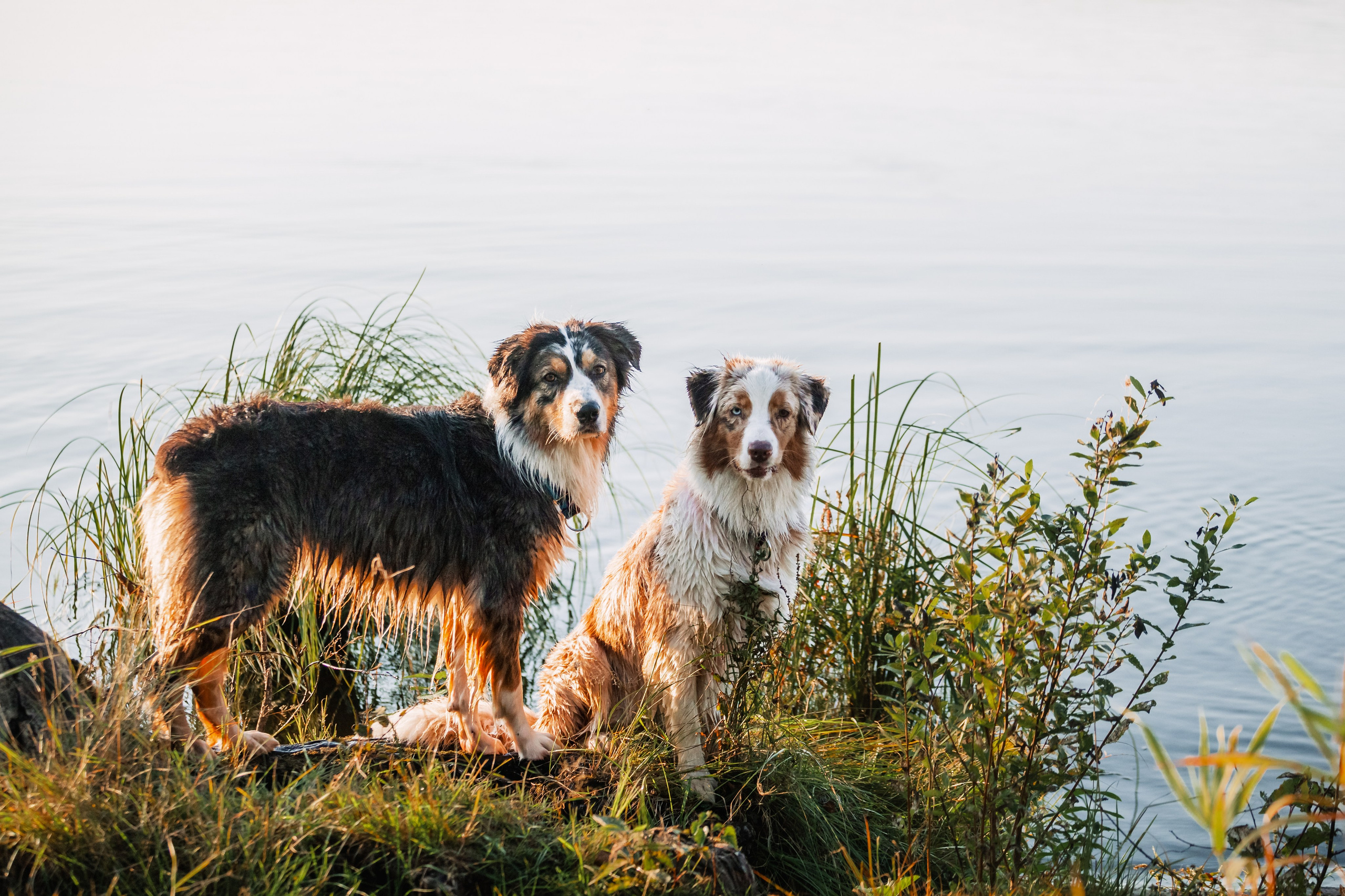 Фотопрогулка в Ленобласти. Фотограф-анималист Татьяна Степанова