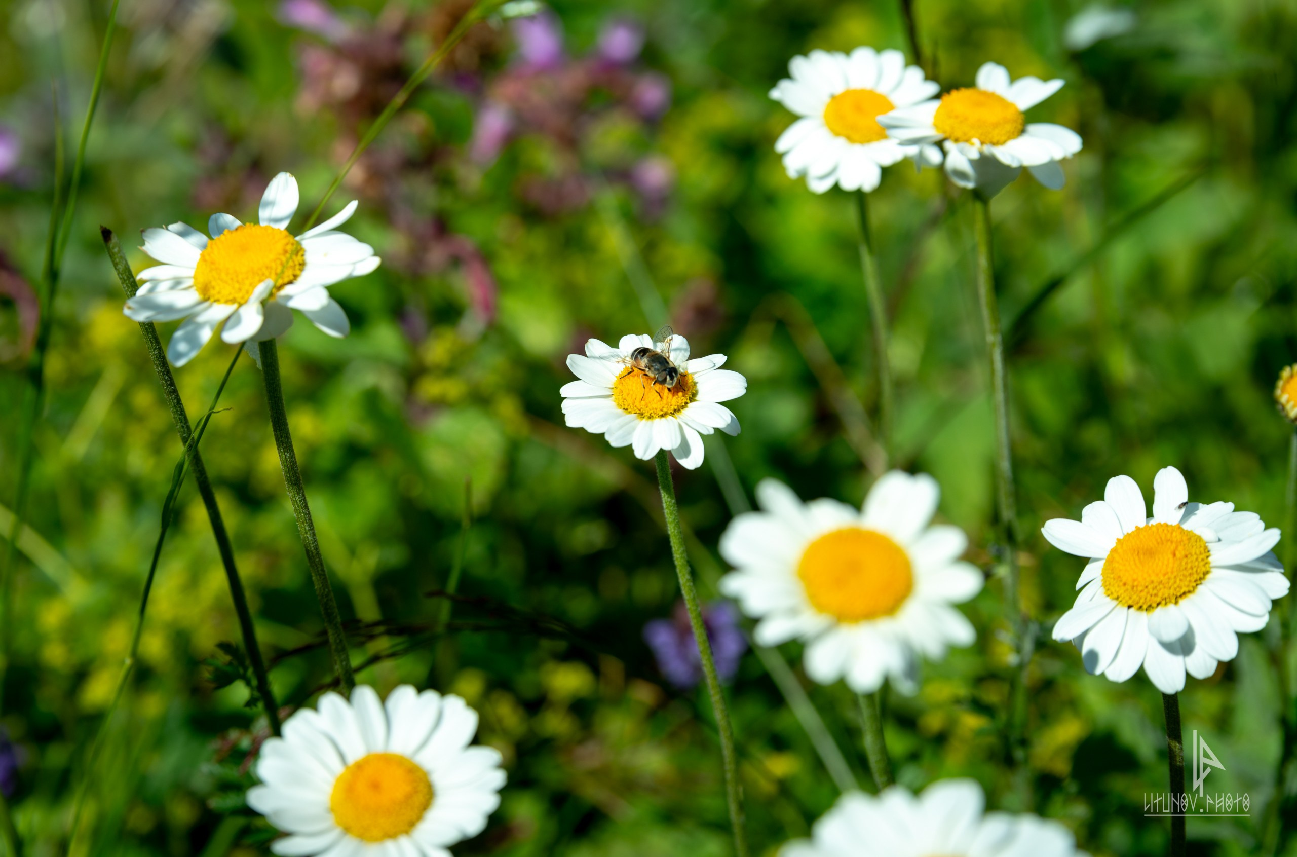 Адыгея. Спортивный и репортажный фотограф Дмитрий Литунов Москва
