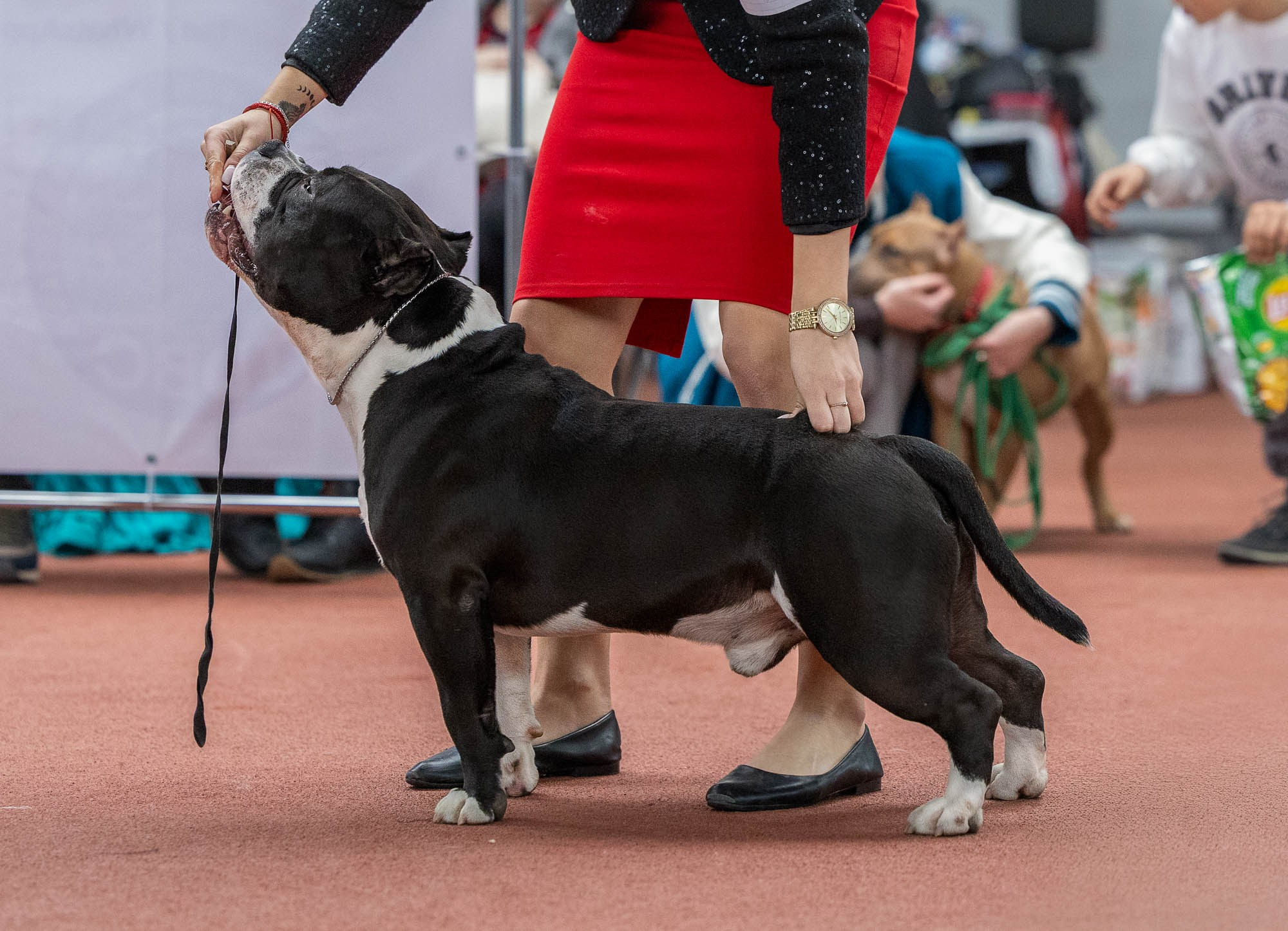IDBC. Виктория Михайловская. Фотограф-анималист. Москва