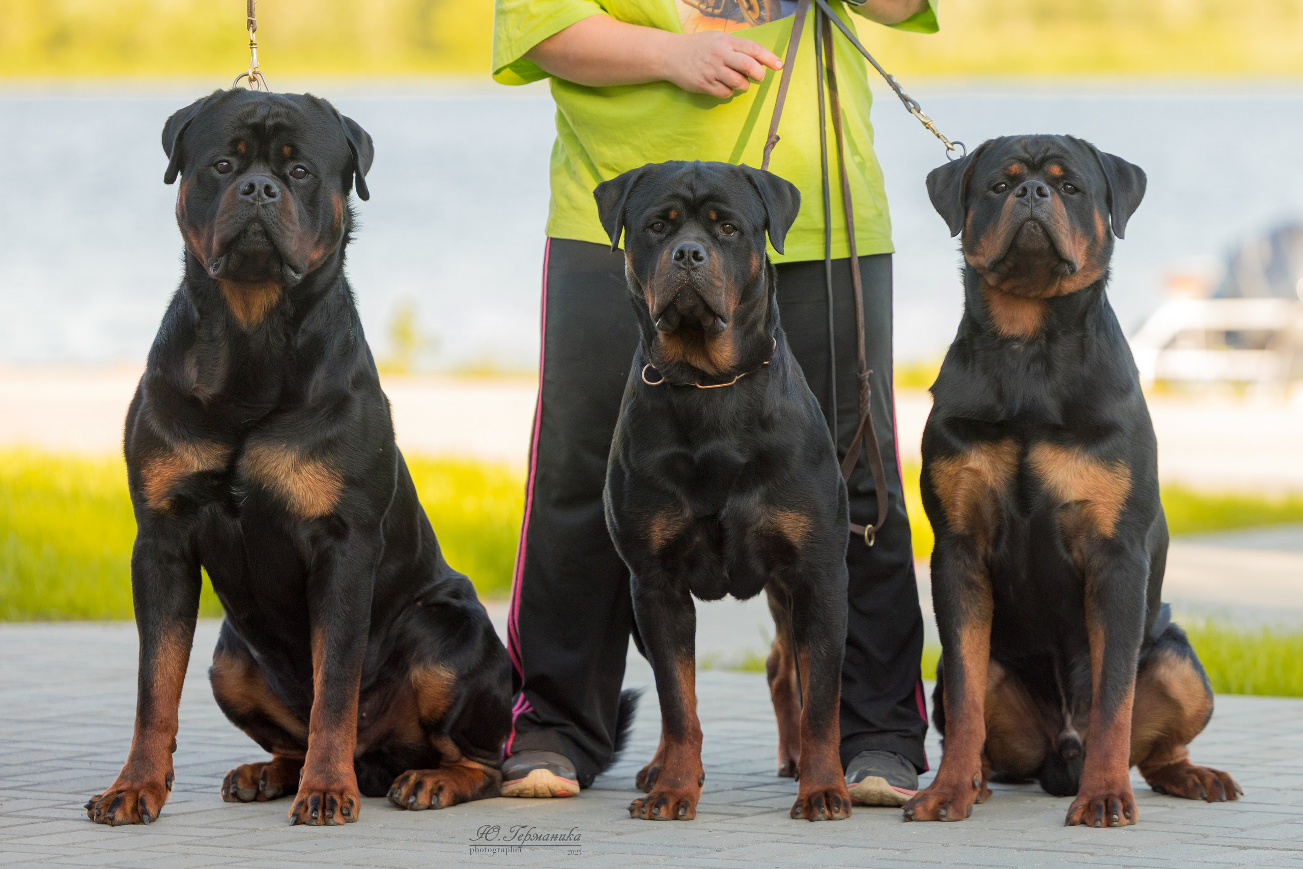 Тверь ротвейлеры 5-6.07.2025. Фотограф-анималист Юлия Германика