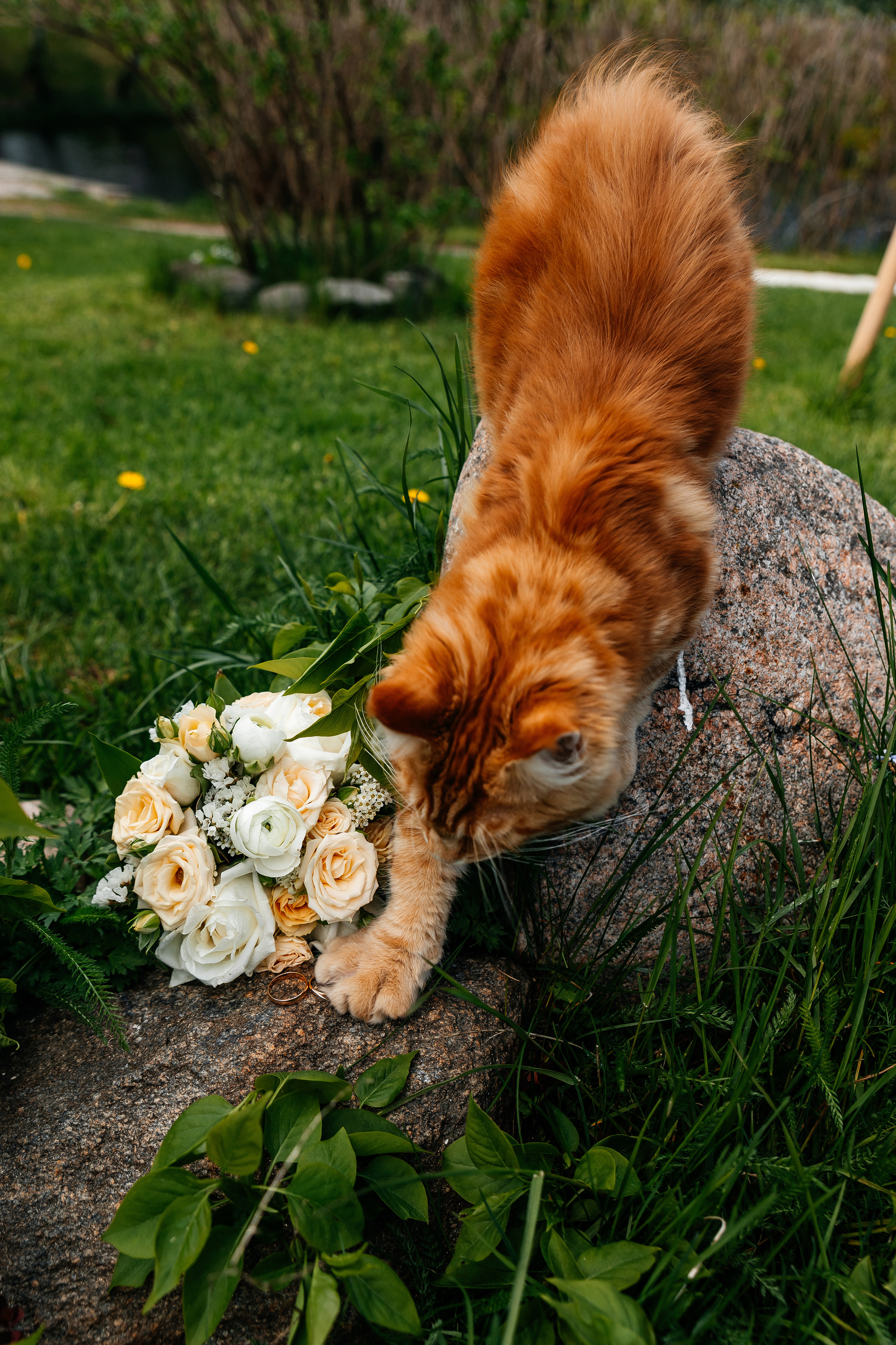 Александра и Алексей. Свадебный фотограф Елена Ловцевич