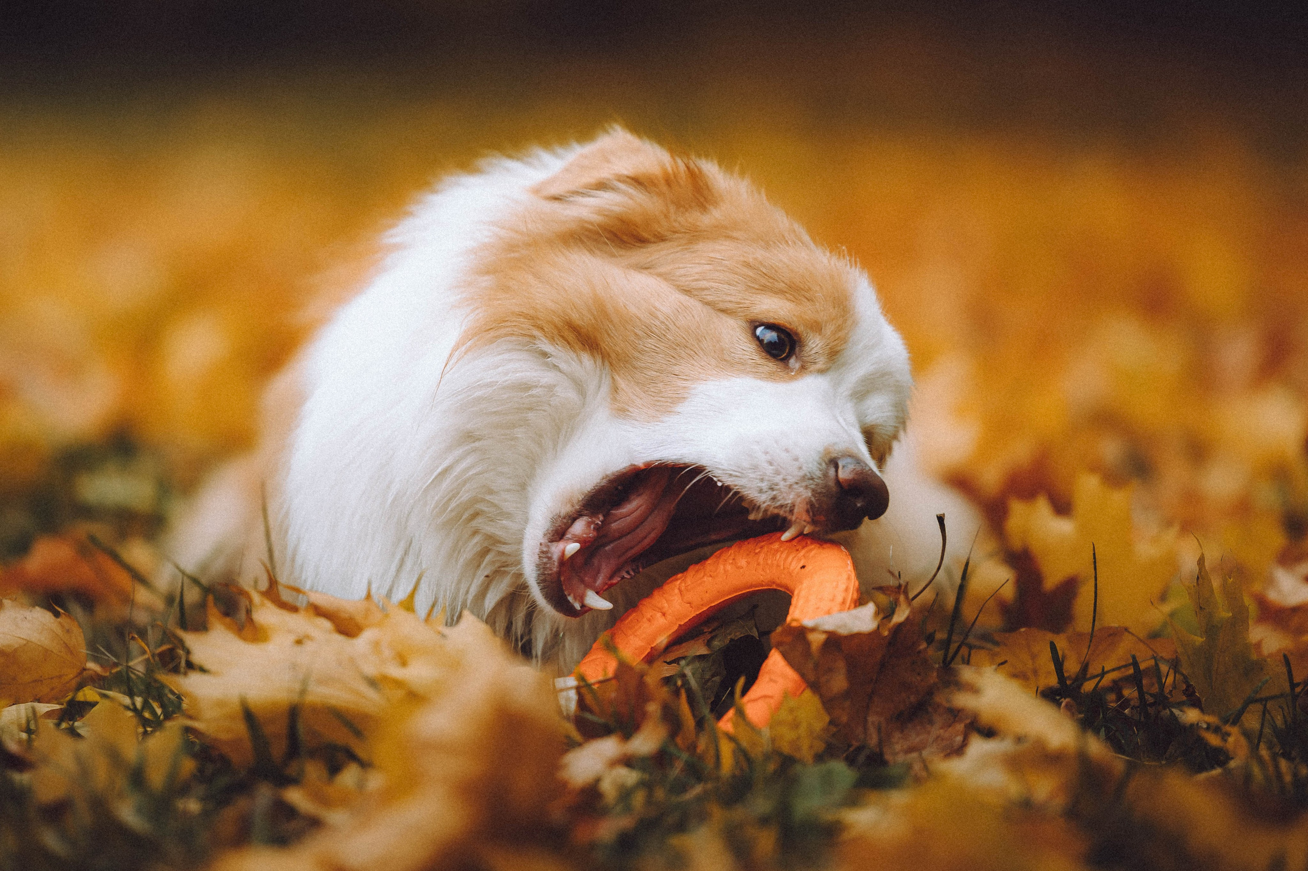 Алина, Витя и Асти