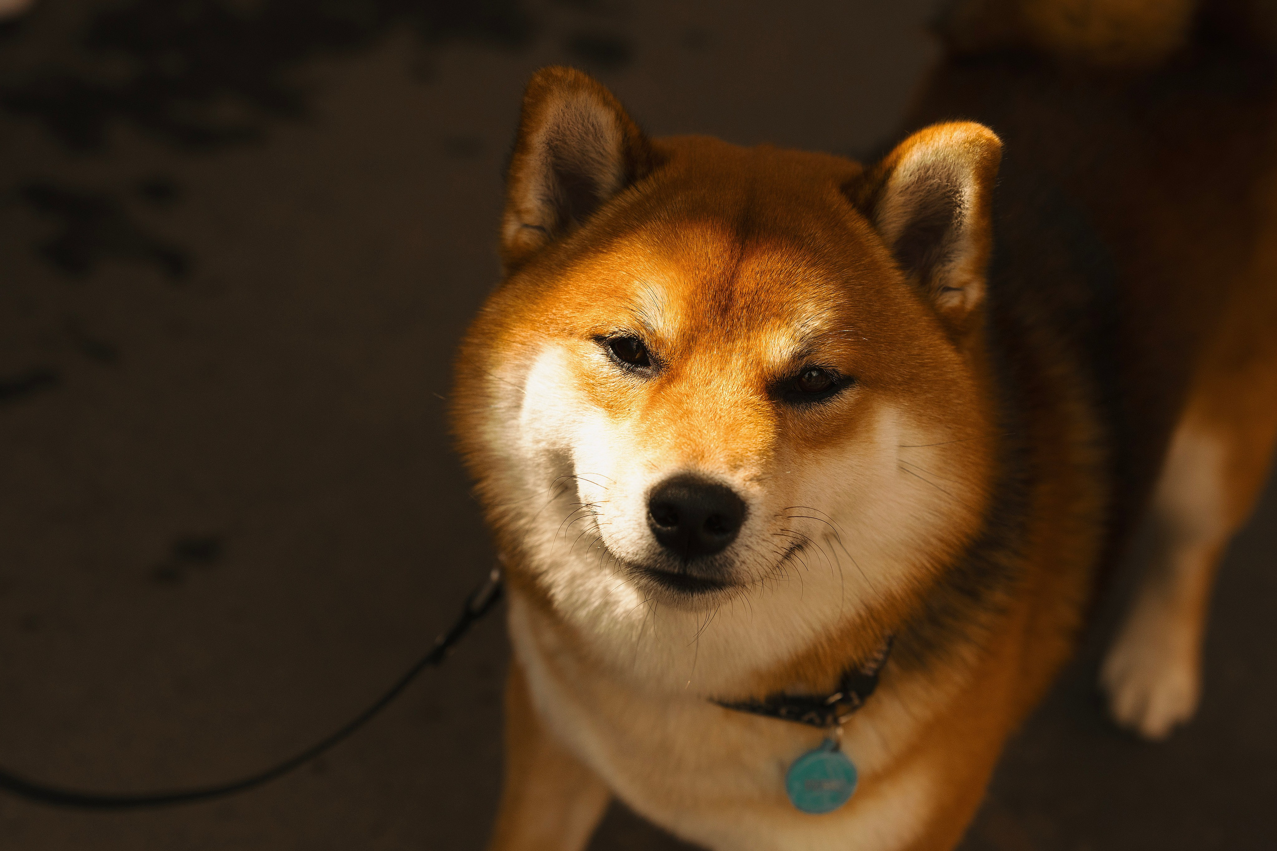 Юнки. Фотограф- анималист Александра Матвеева