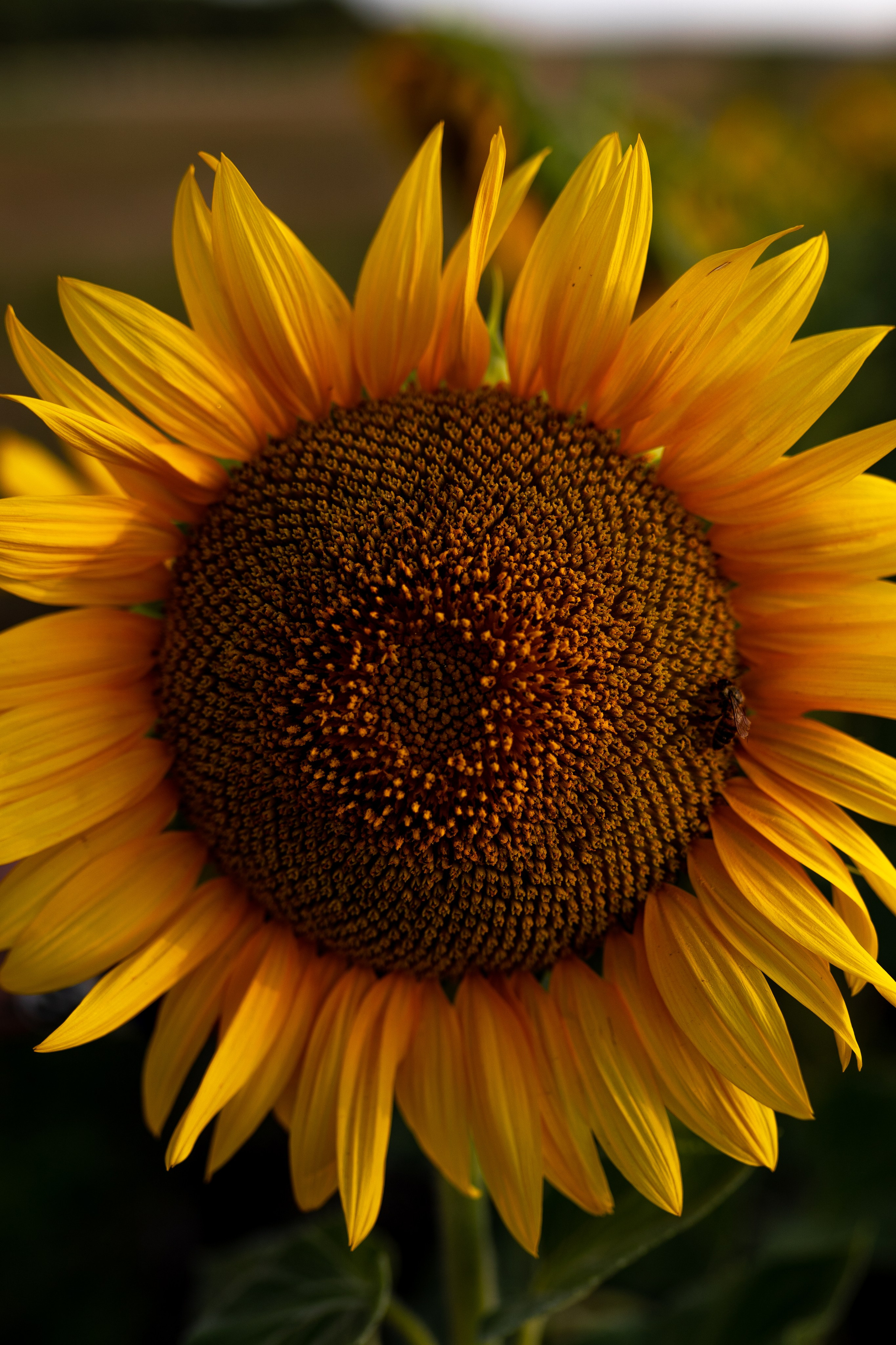 ЦВЕТНЫЕ ФОТОГРАФИИ. Никита Аничкин фото и видео оператор из России