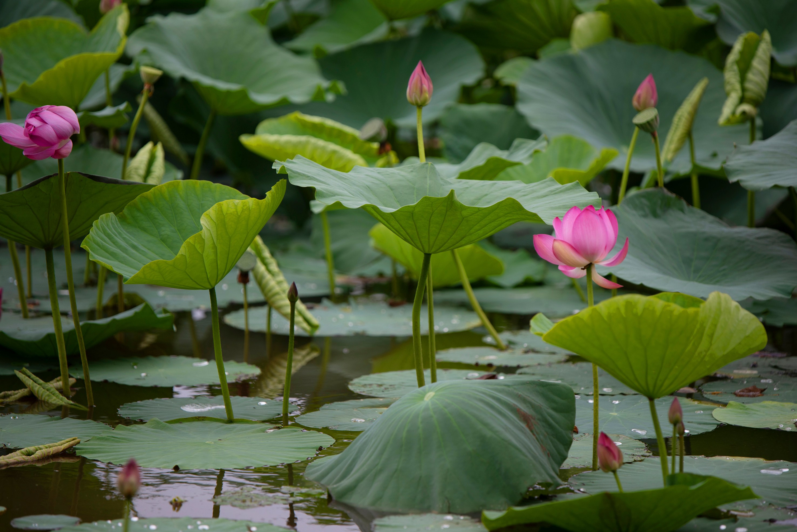 Природа Хабаровского края. Команда фотографов Кристины Ивановой