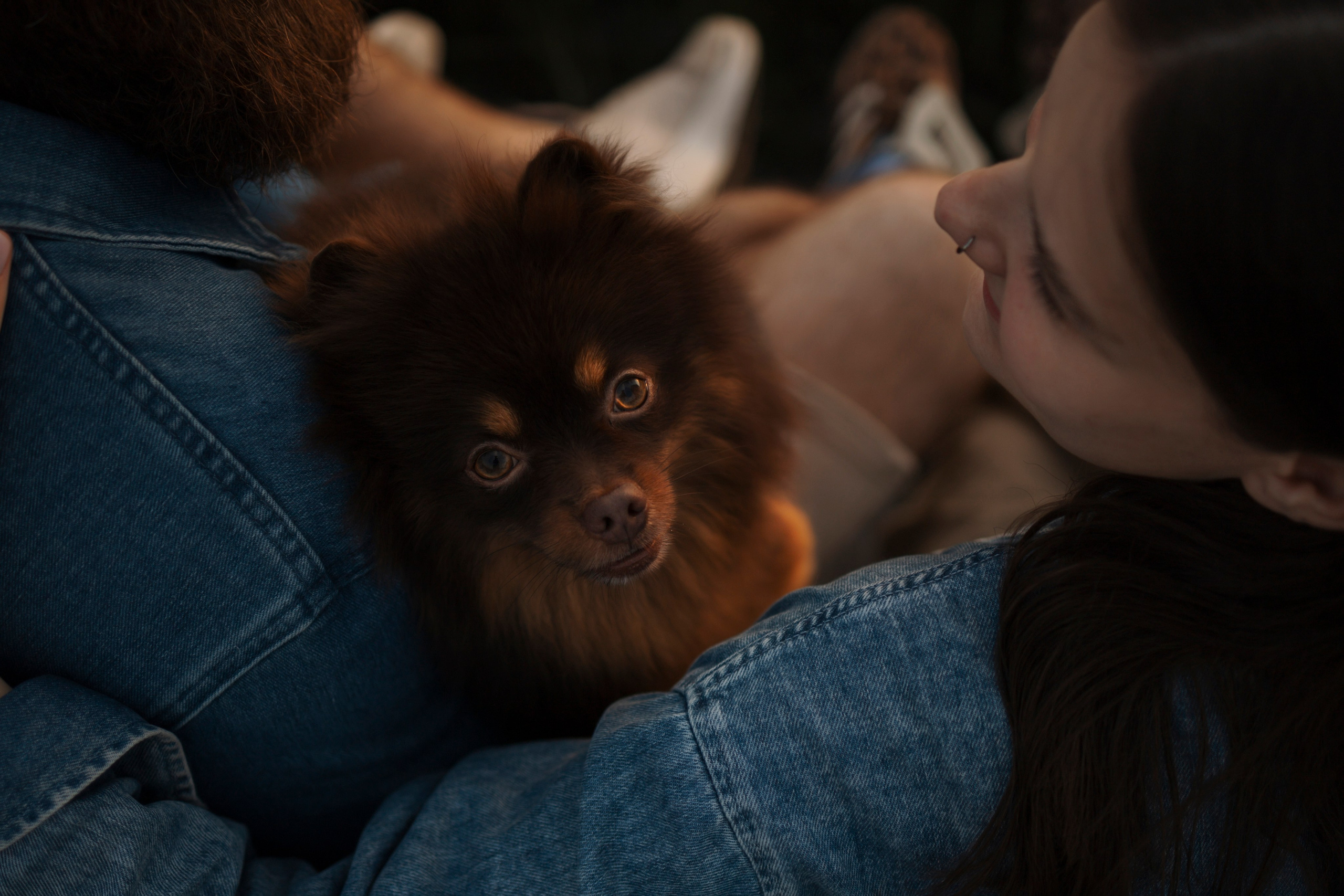 Сапфир и его семья. Фотограф-анималист в Санкт-Петеребурге Титова Алиса
