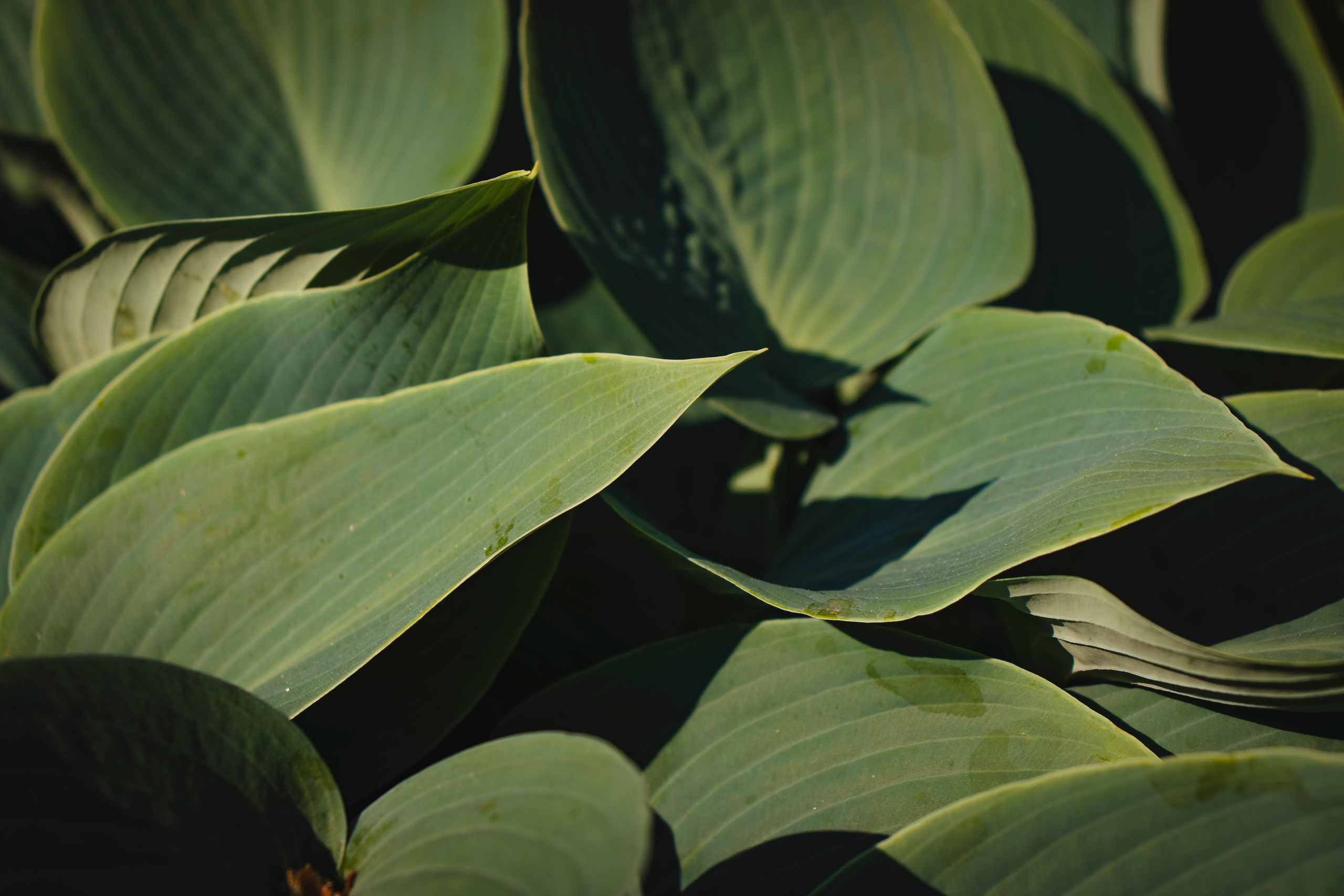 Из наблюдений. Плак или Квак