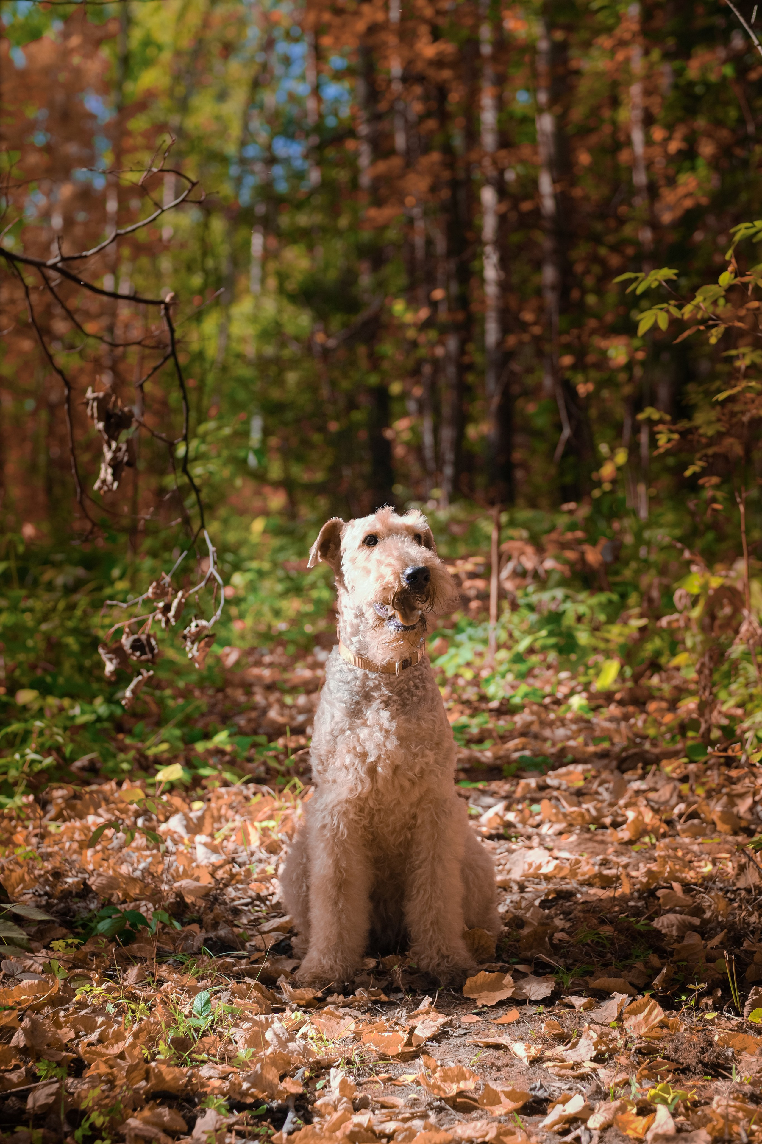 Съемка животных, собак, щенков, фото помета, портрет питомцев. Портретный и семейный фотограф в Перми Лена Лоза. Портрет для бизнеса