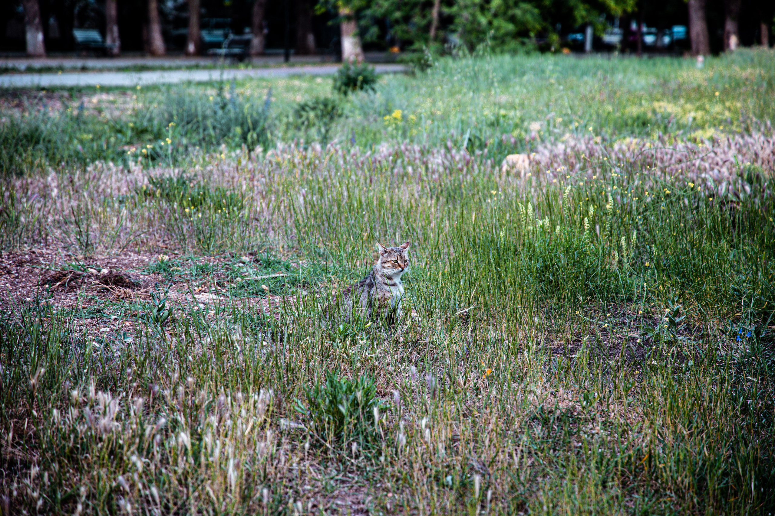 Фотограф Татьяна Марсуверских г. Жуковский, Москва и Мо. Репортажные съёмки, фотосессии,  фотограф анималист, фотосъёмка животных. Фотограф для маркетплейсов, фотоуслуги в Жуковском Татьяна Марсуверских