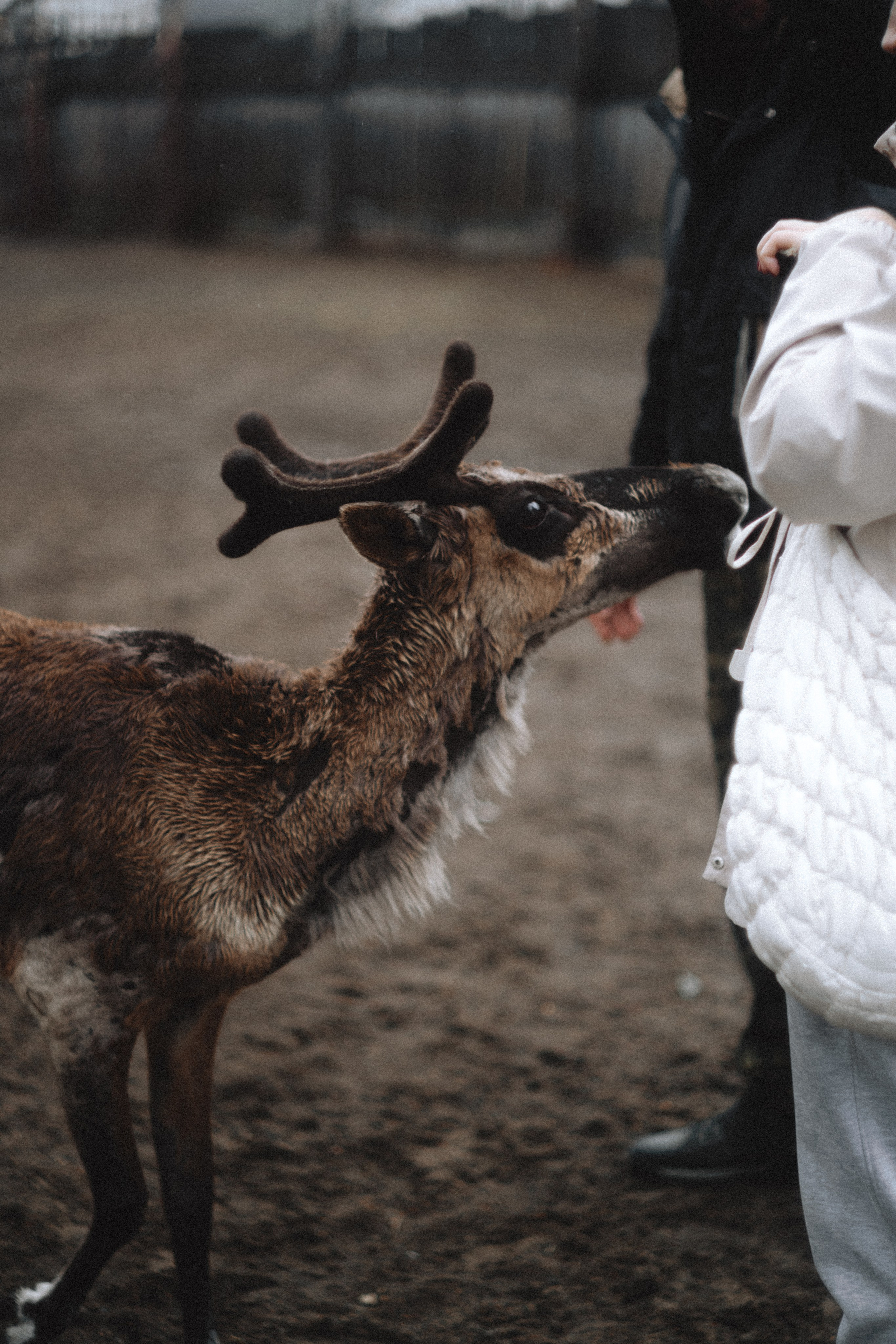 Териберка, Мурманск. Фотосъёмка для компании по организации туров в коллаборации с Яндекс 360