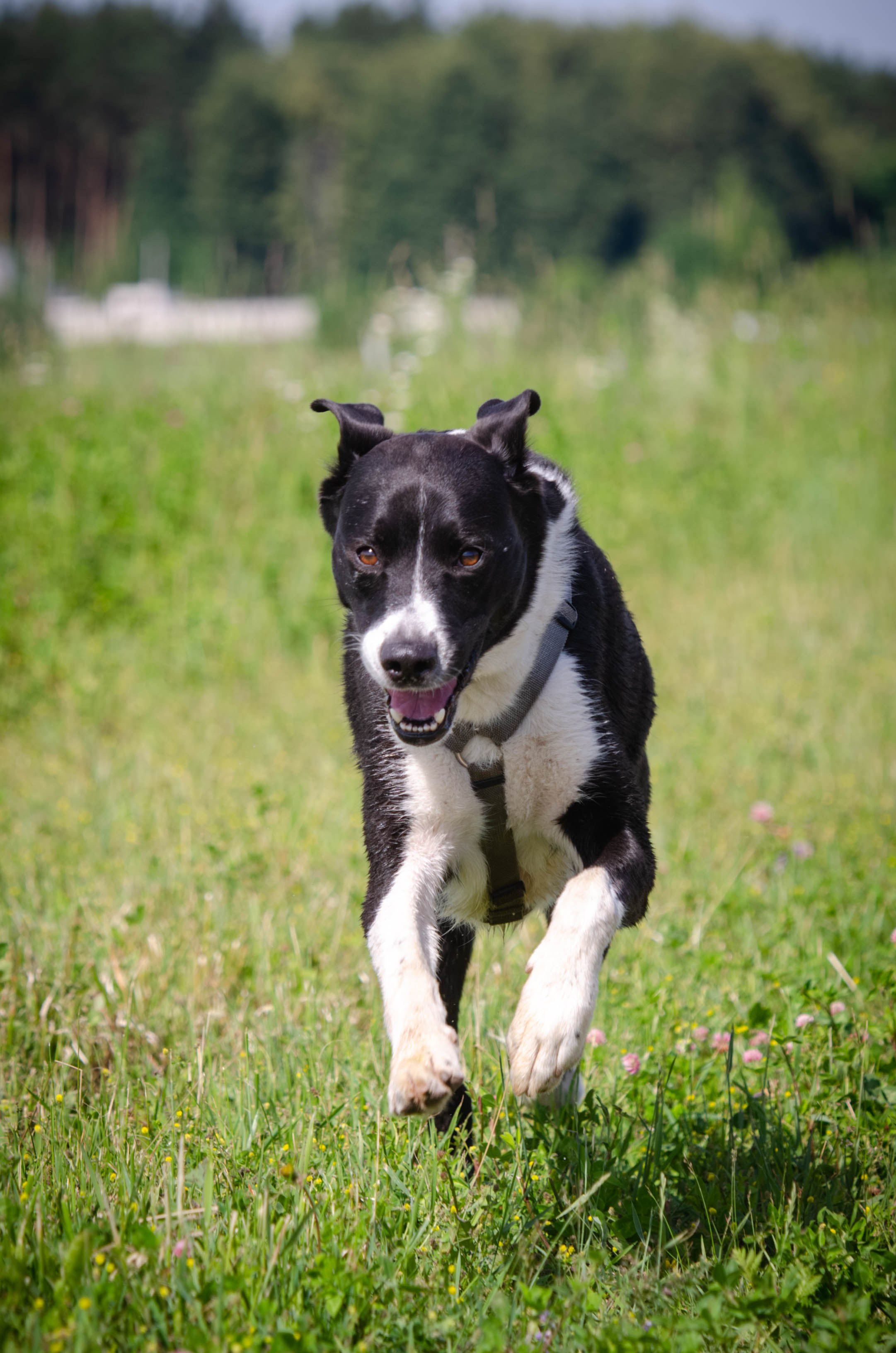 Прогулка (Лохин остров). Фотограф Светлана Блинова, Москва и Московская область